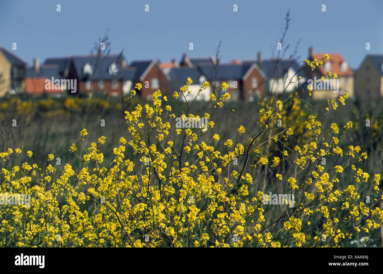Ravenswood housing estate built on an old airport, Nacton, Ipswich, Suffolk, UK Stock Photo Alamy