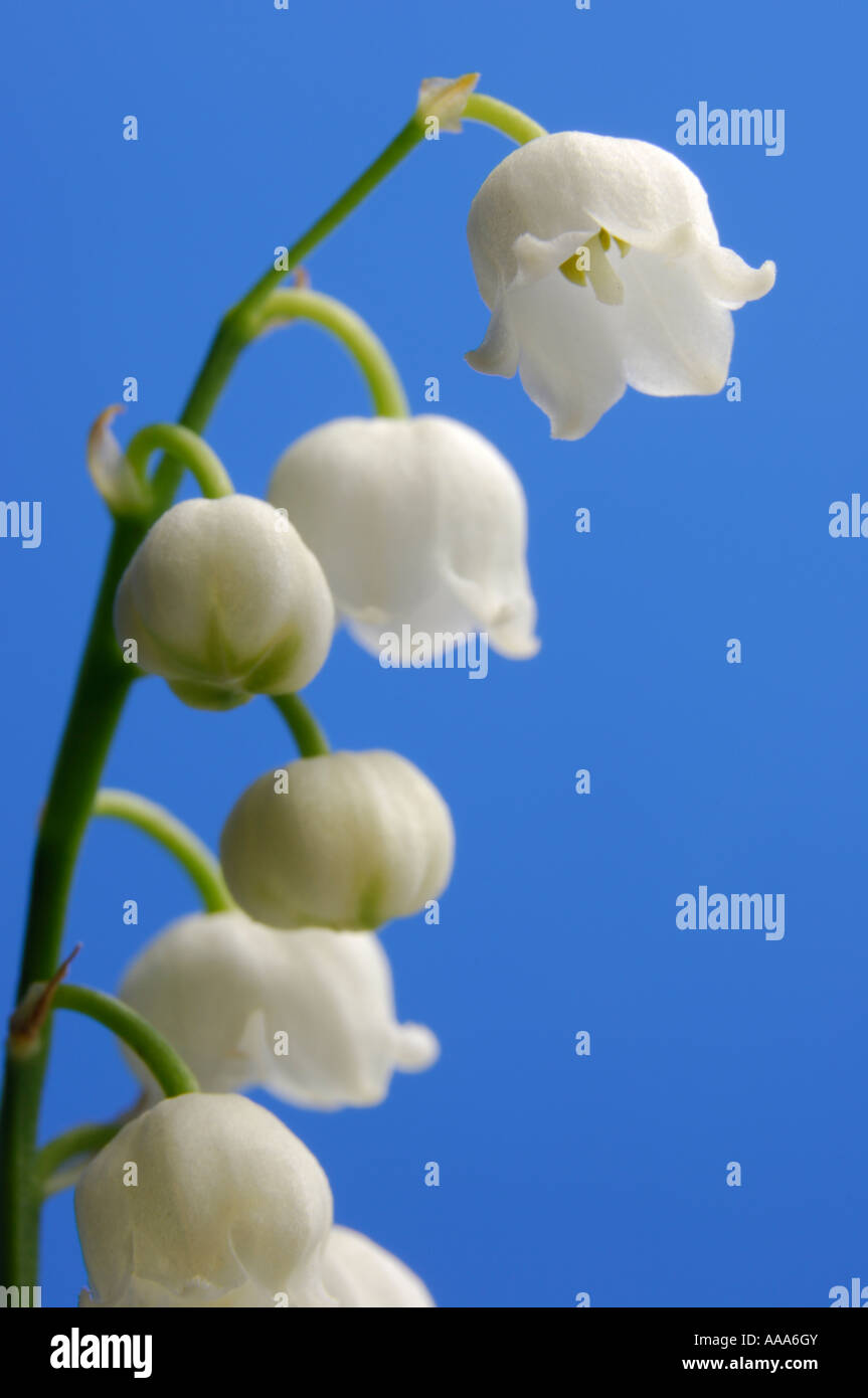 Lily of the valley cut flowers hi-res stock photography and images - Alamy