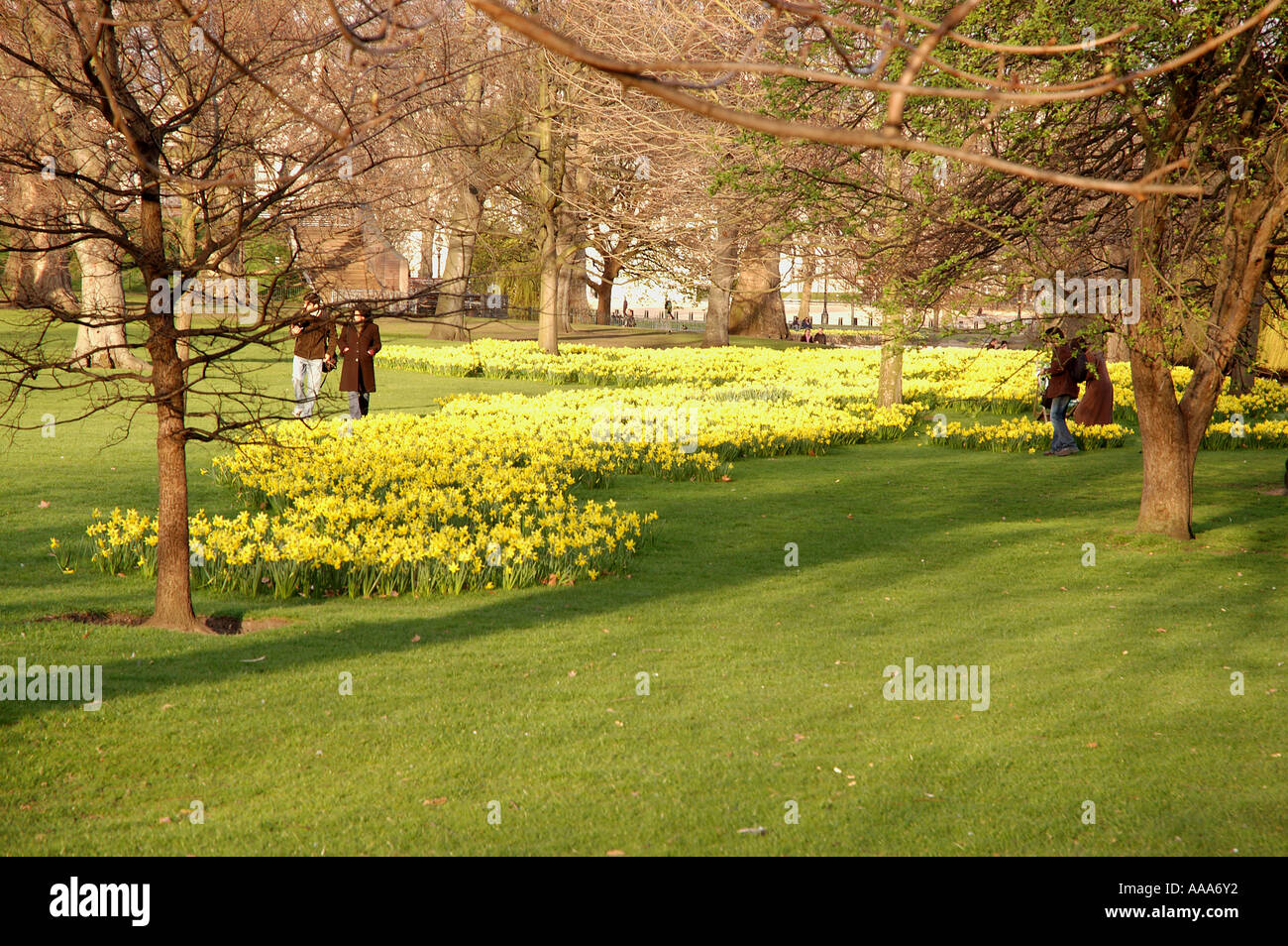 daffodils in St James Park London Stock Photo Alamy