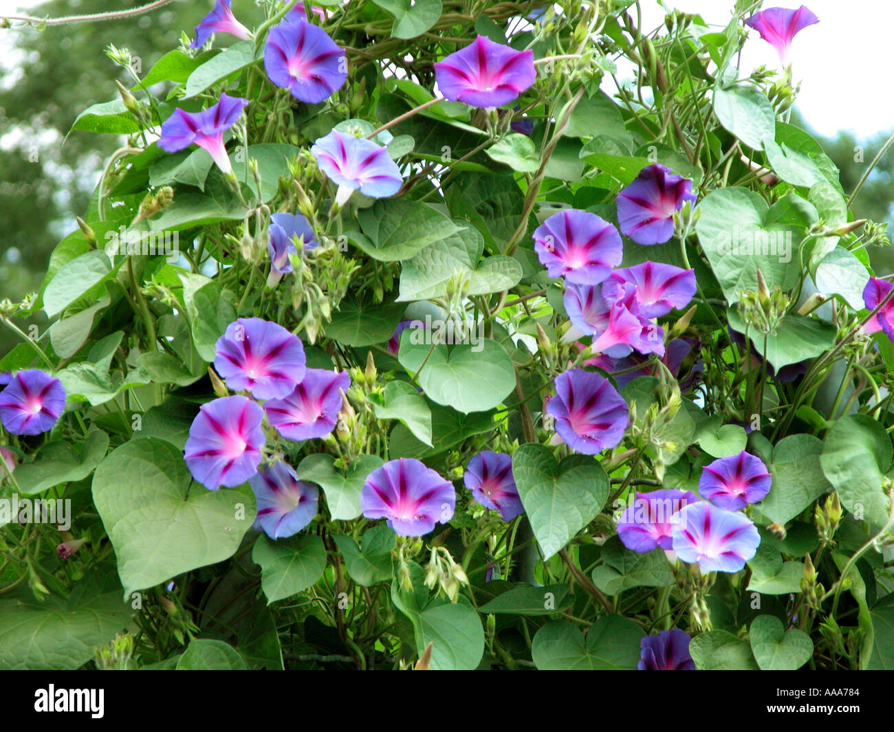 CUSCUTACEAE Cuscuta Epilinum weihe flachsweihe therophyt smed med Stock