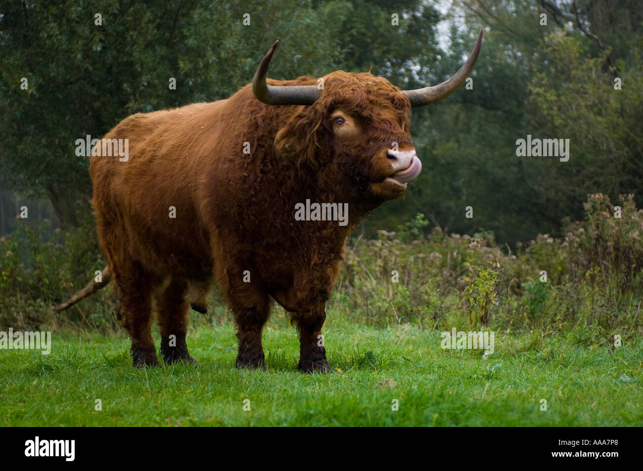 Scottish Highlander Bull Stock Photo 7180199 Alamy