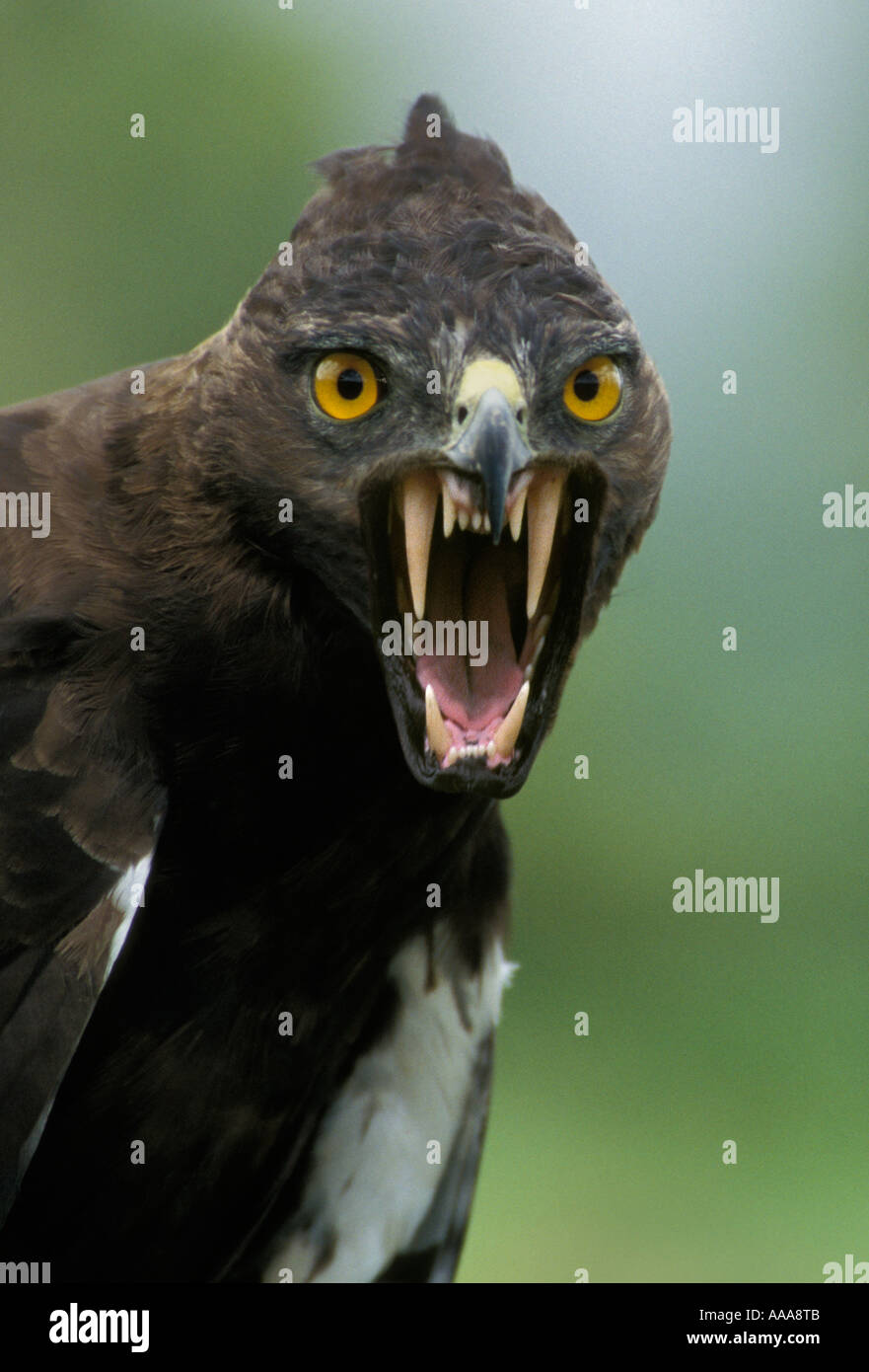 Long crested eagle, Lophaetus Occipitalis, possessed by the devil Stock Photo