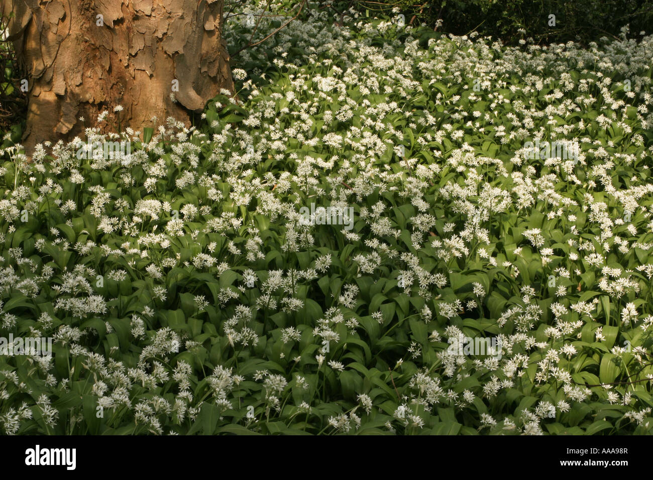 Wild Garlic growing in a wood around a tree trunk Stock Photo