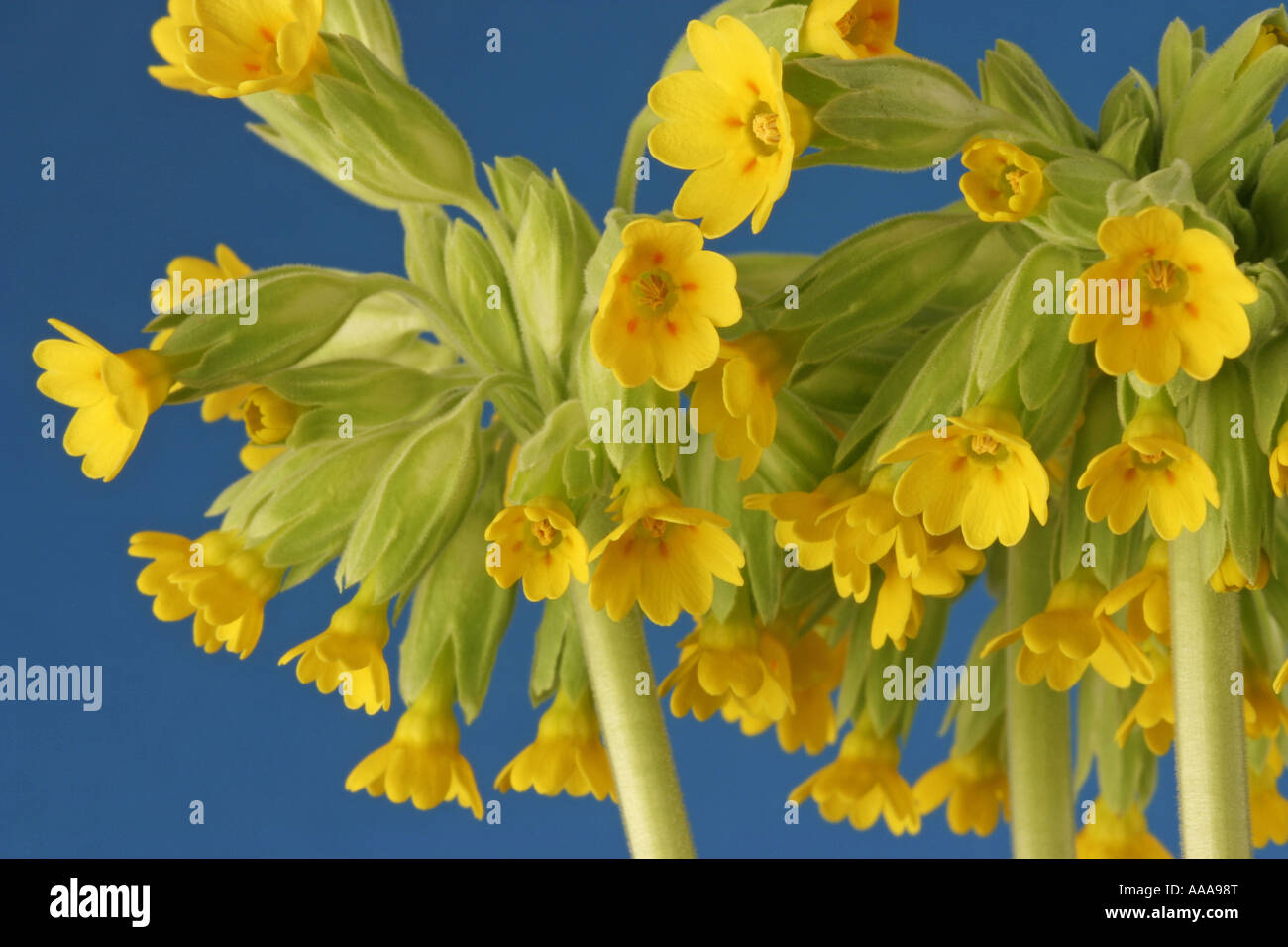 Cowslip flowers on a blue back ground Stock Photo