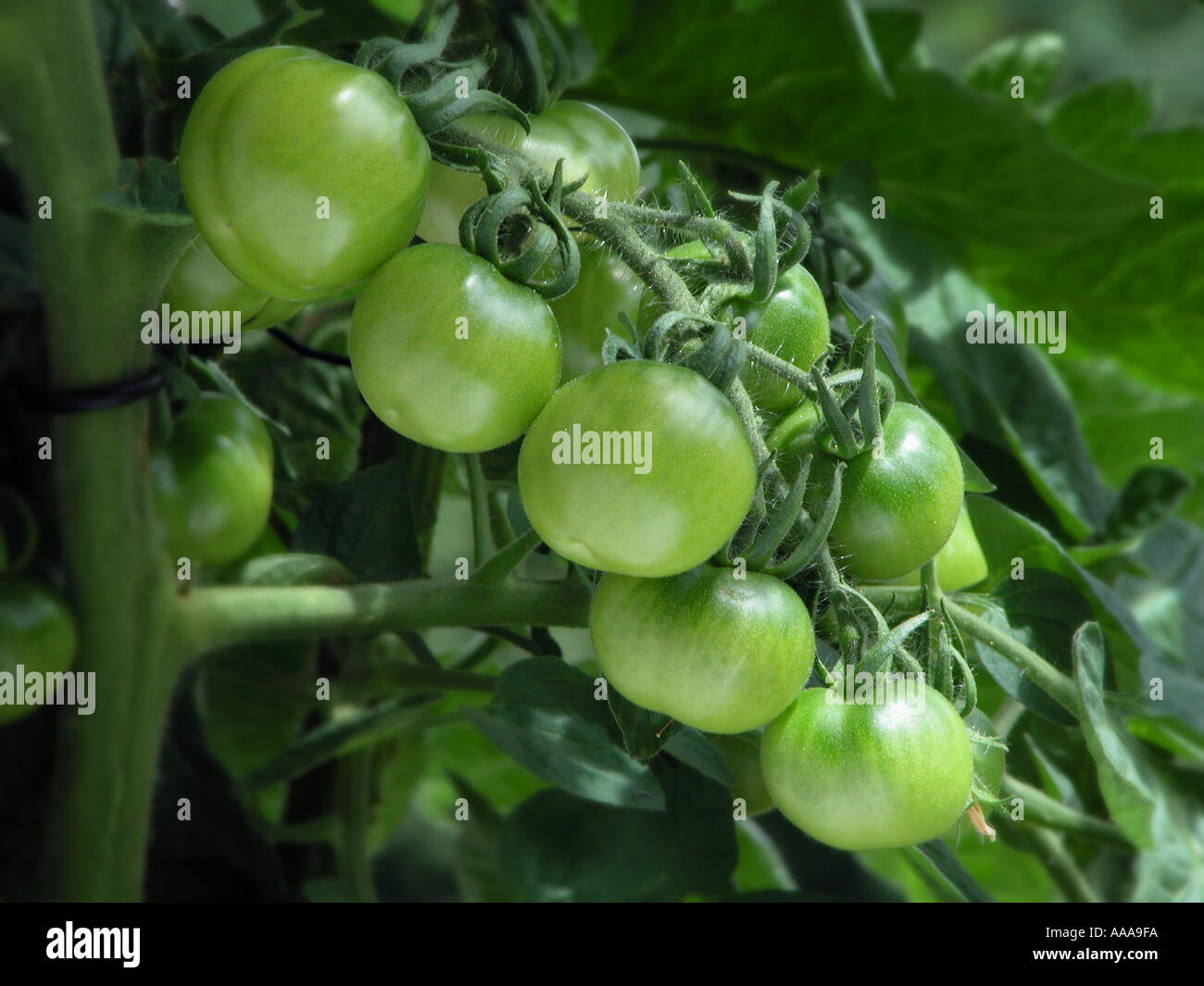 green fruits on a tomato plant Stock Photo