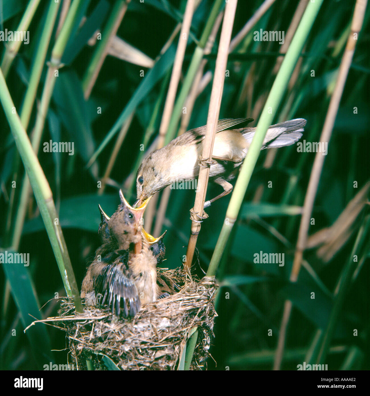 Reed warbler feeding young Stock Photo