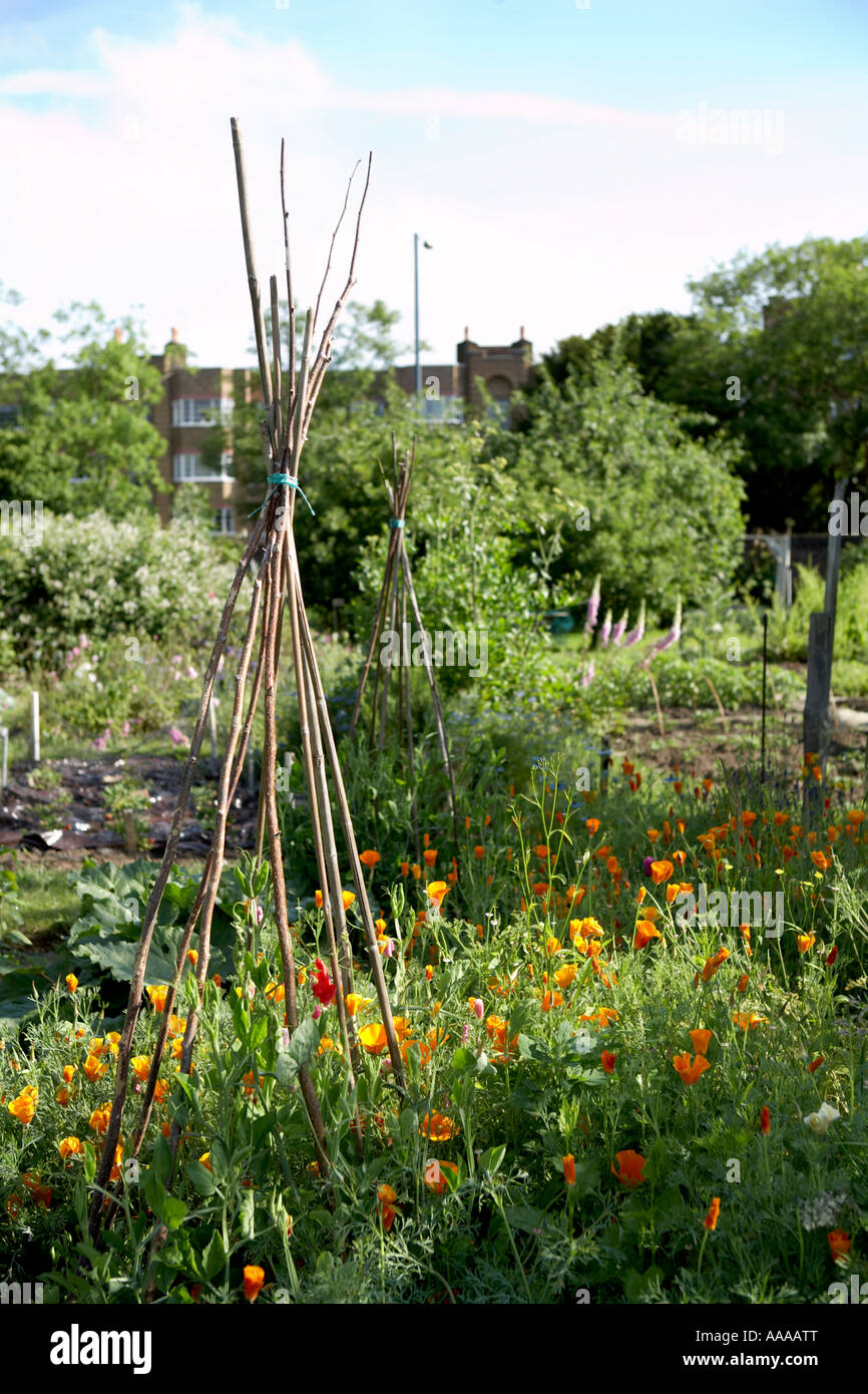 View Of Royal Paddock Allotments Hampton Wick Kingston Upon Thames
