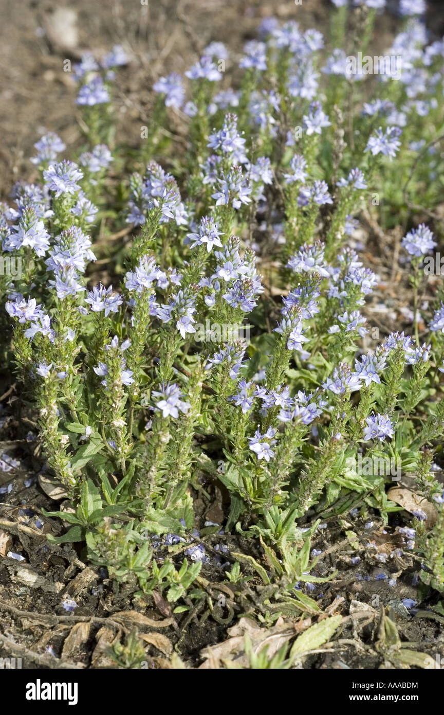 Blue flowers of Harewell speedwell - Scrophulariaceae - Veronica prostrata Stock Photo
