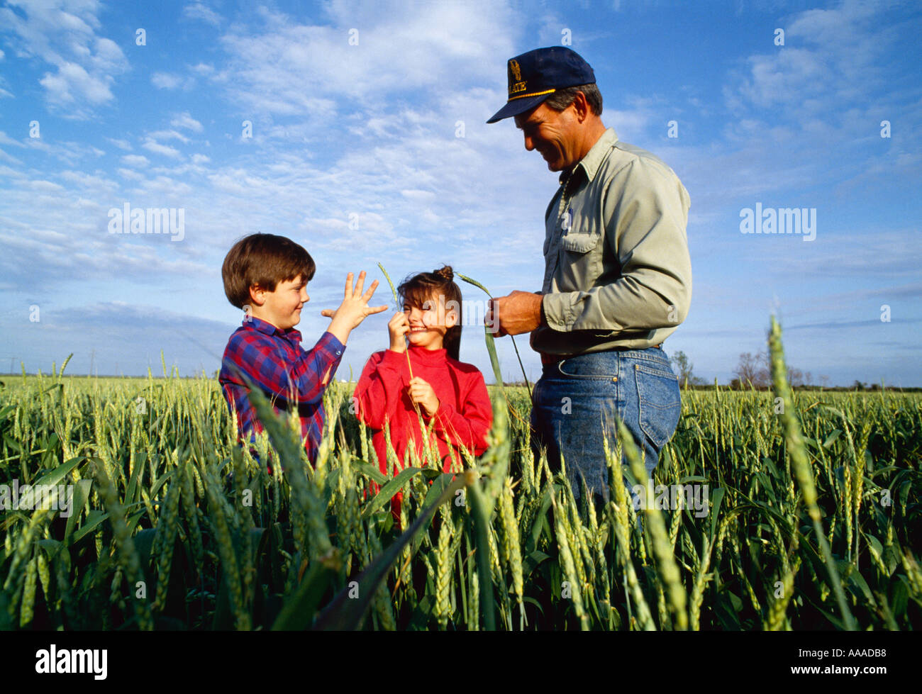 Agriculture - Family farm Life; a farmer inspecting his wheat crop with his children / West Brooklyn, Illinois, USA. Stock Photo