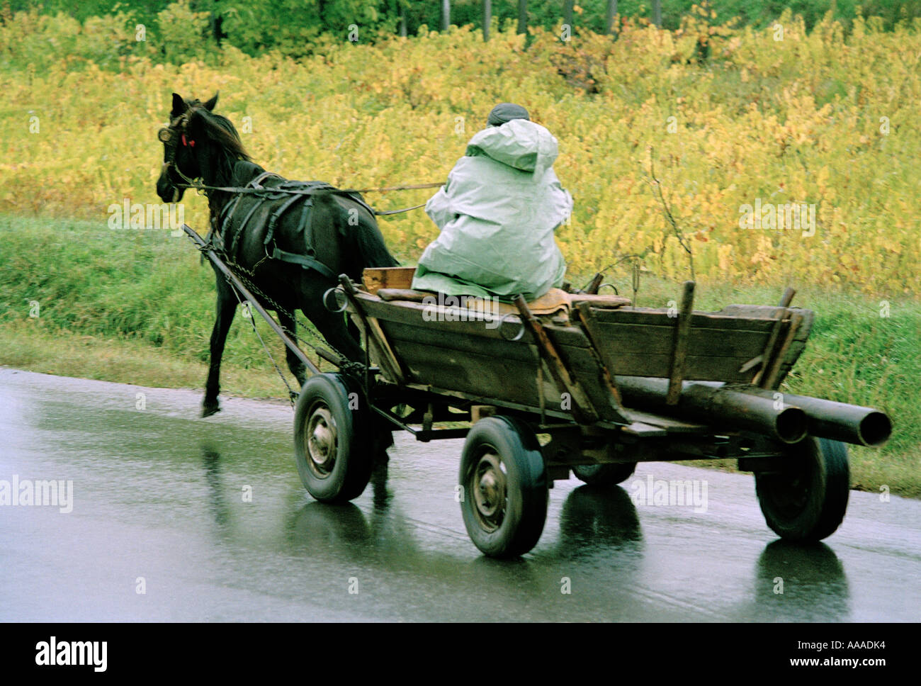horsedrawn cart in rain Bulgaria Stock Photo