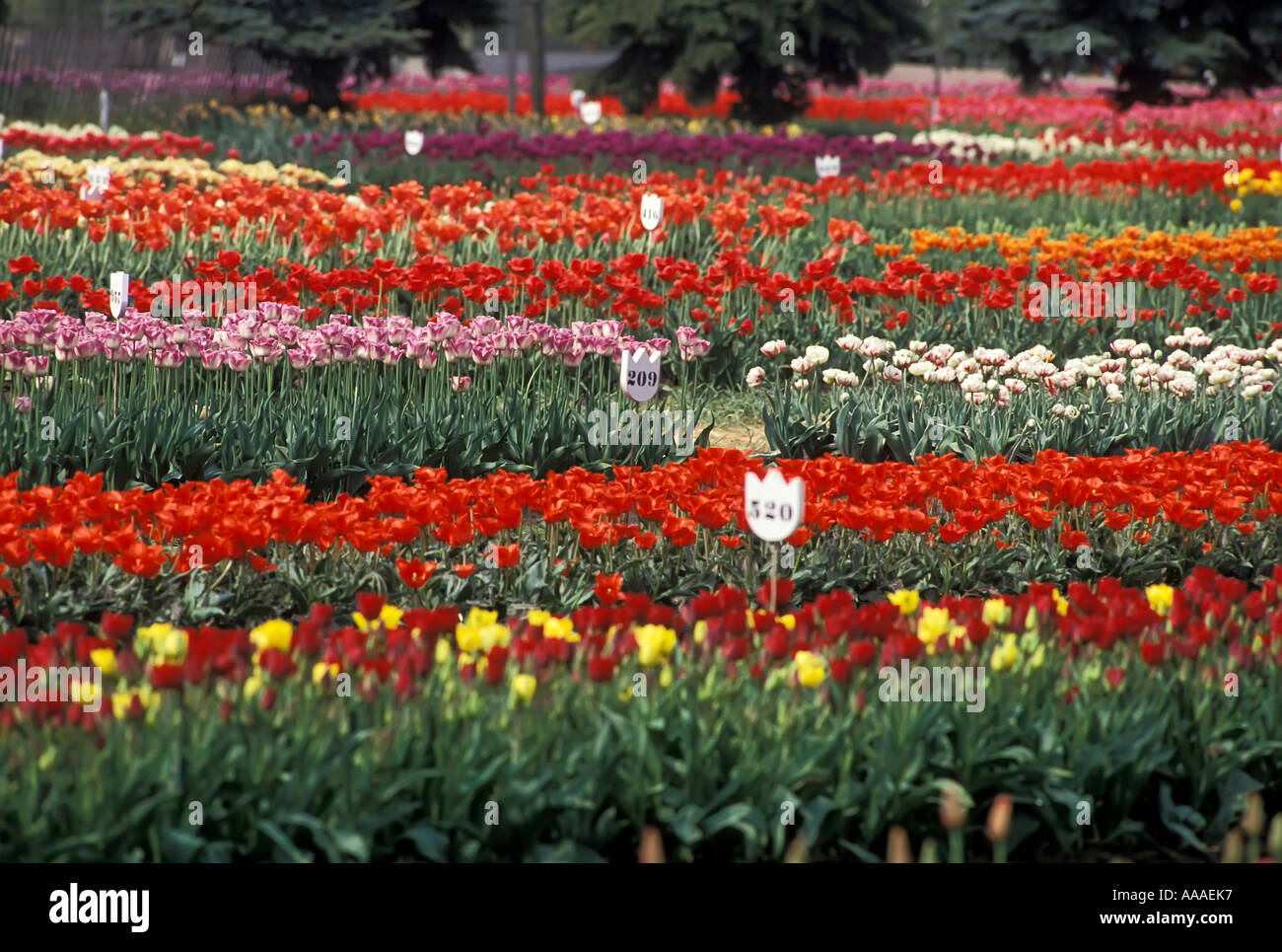 Holland Michigan Tulip Festival Stock Photo Alamy