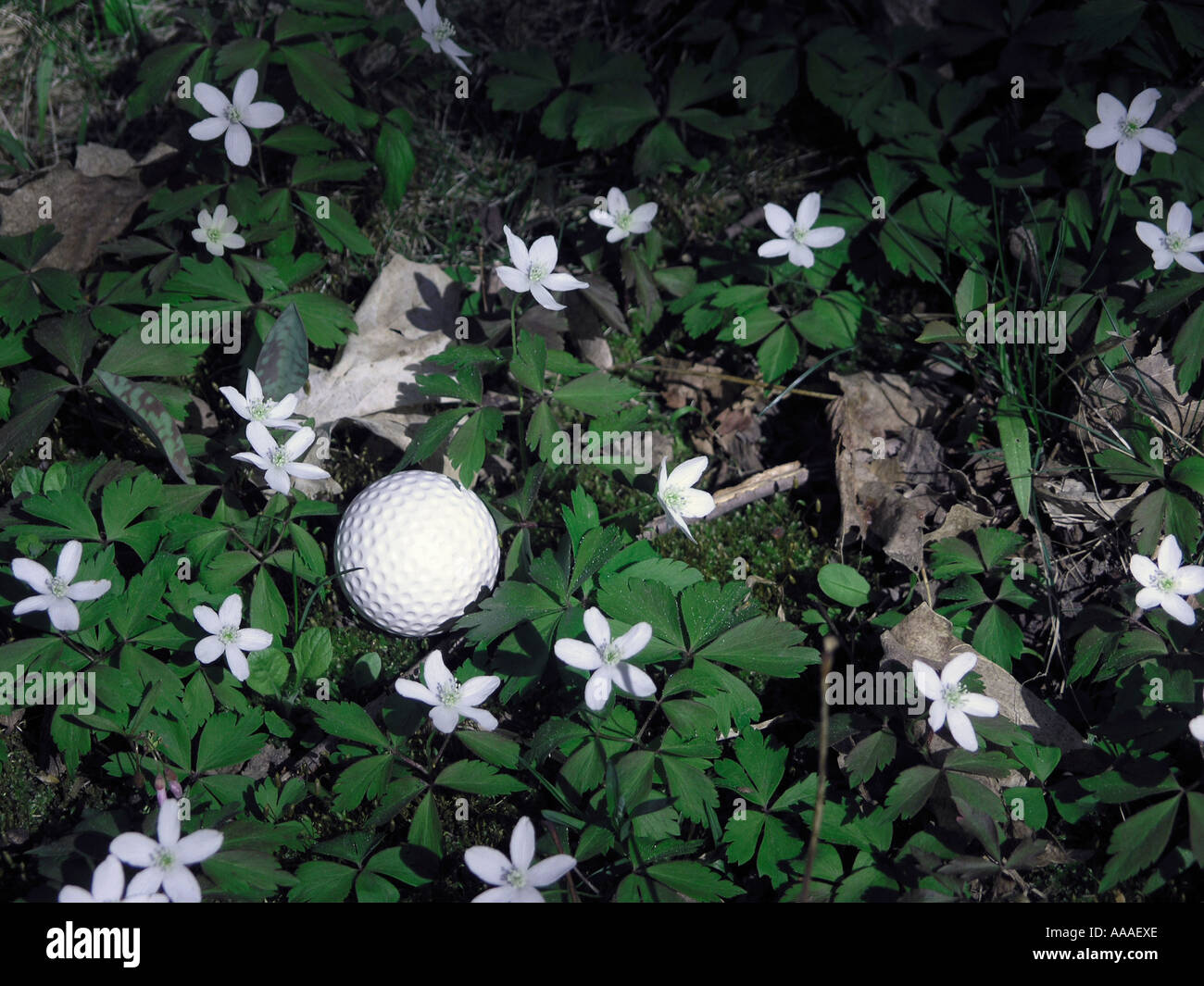Golf ball lost in rough hires stock photography and images Alamy