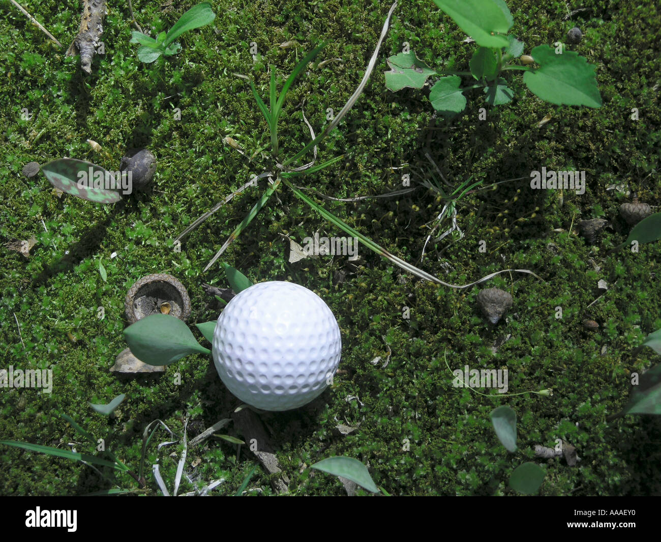 Golf ball in woods / rough mossy Stock Photo 7181615 Alamy