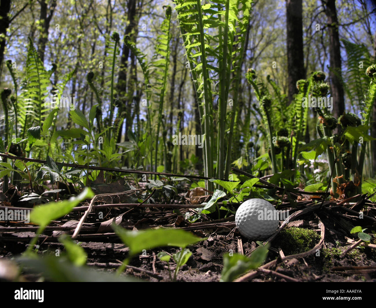 Golf ball in woods / rough ferns Stock Photo 7181625 Alamy