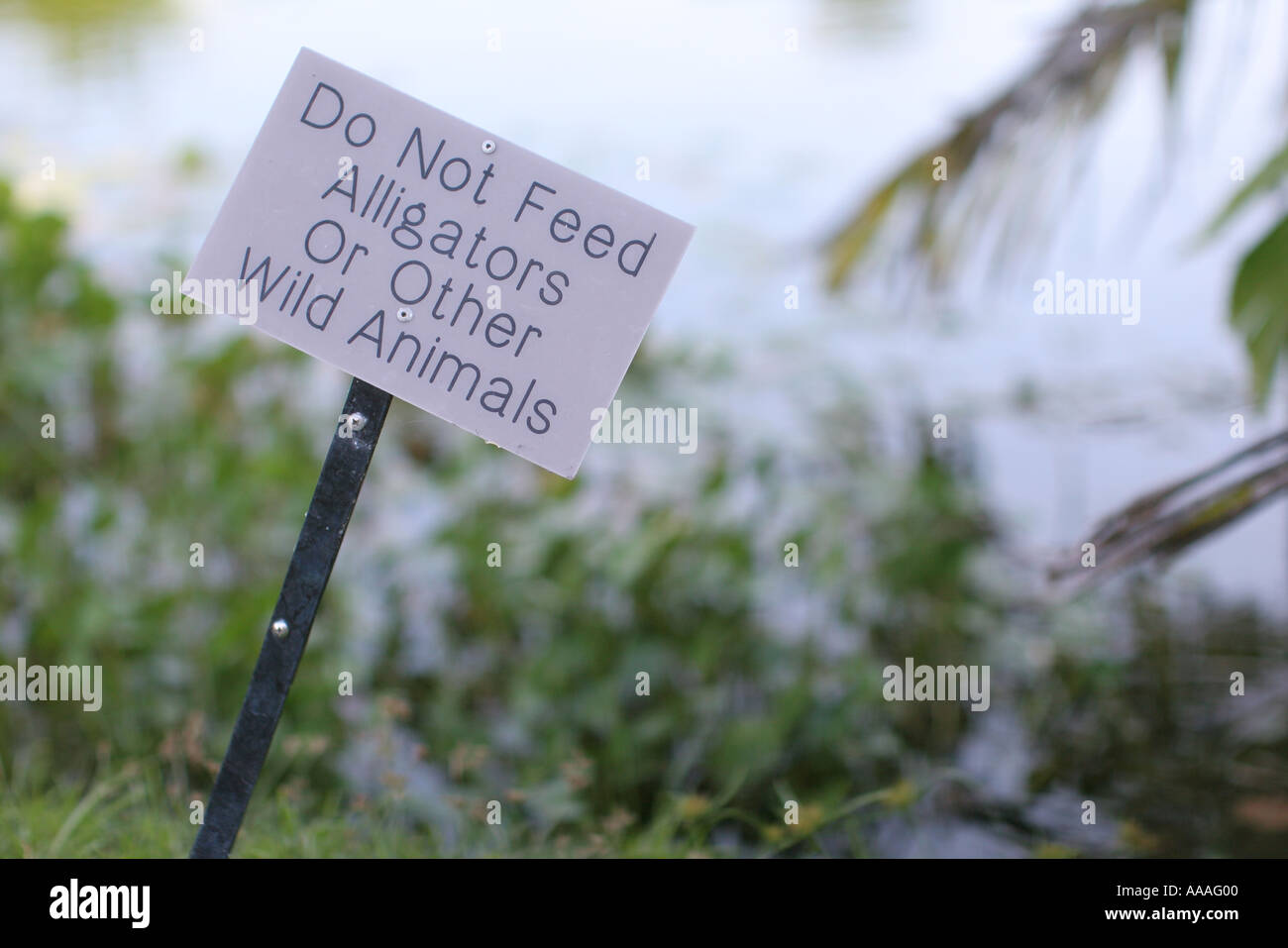 Florida, sign, Do Not Feed Alligators or Wild Animals Stock Photo - Alamy