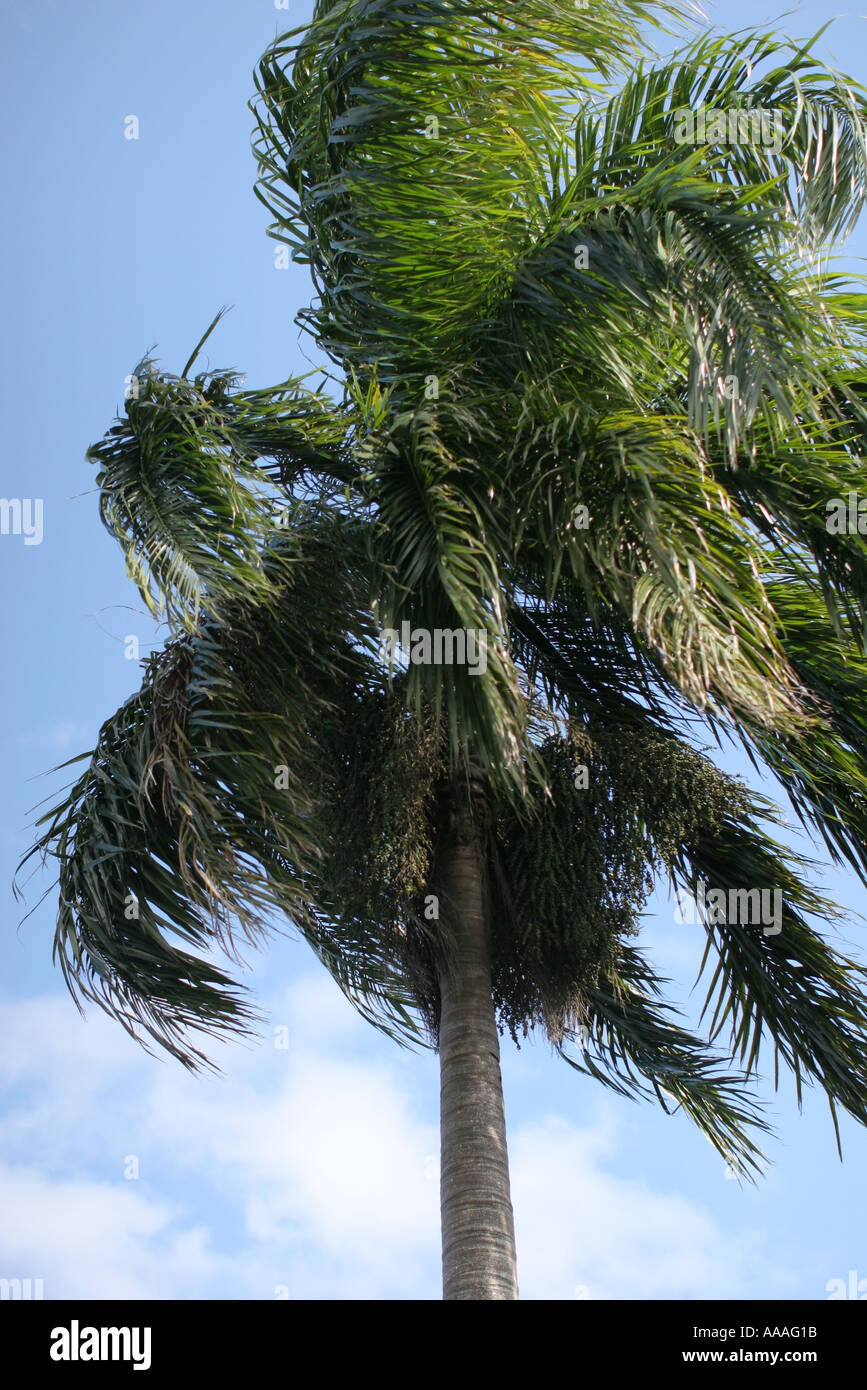 Florida, tropical plant, flora, growing, life, palm tree, windy