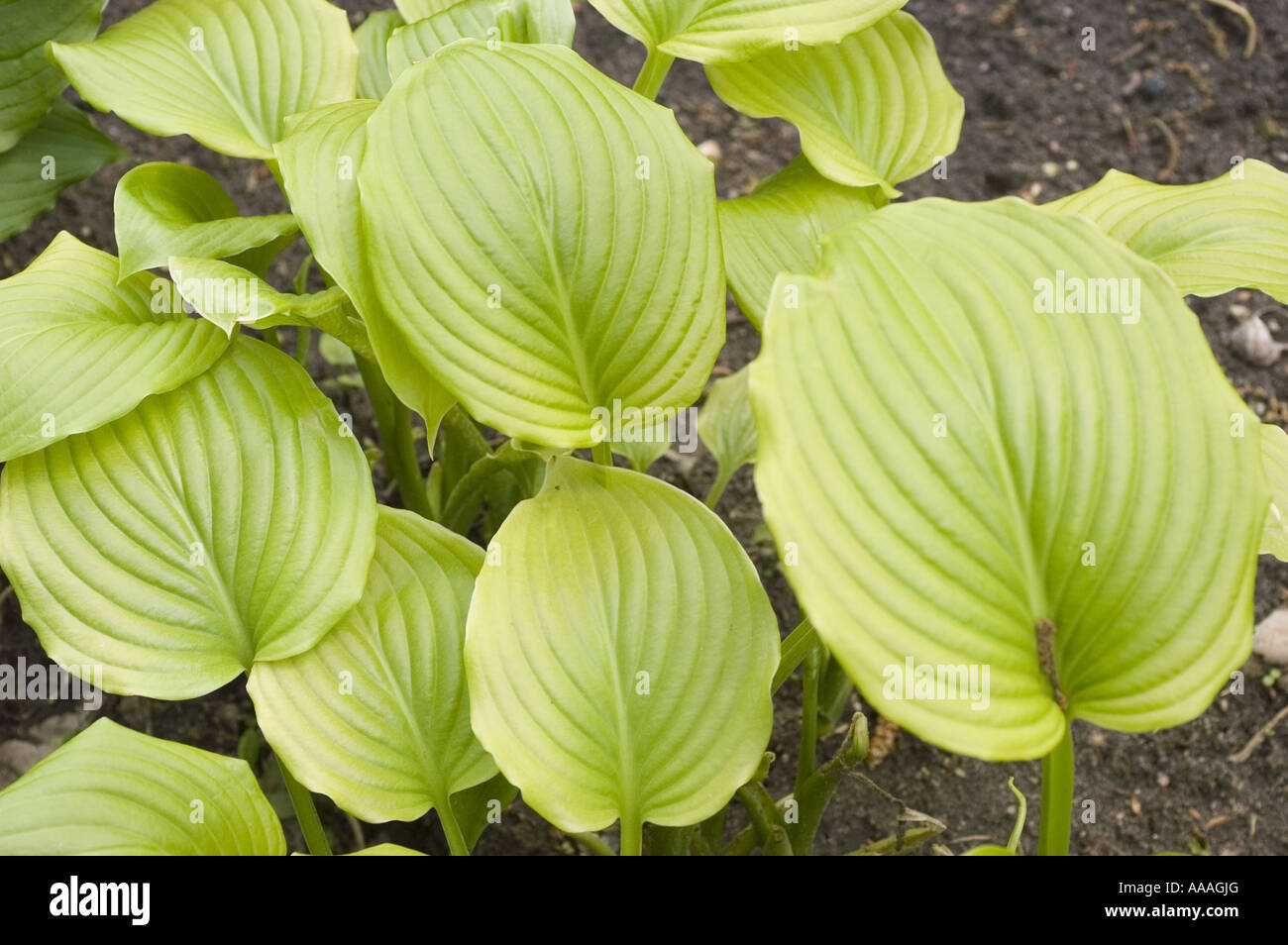 Vibrant green leaves of Fragrant plantain lily, August lily, Maruba, Yusan, Hosta plantaginea, Japan. Stock Photo