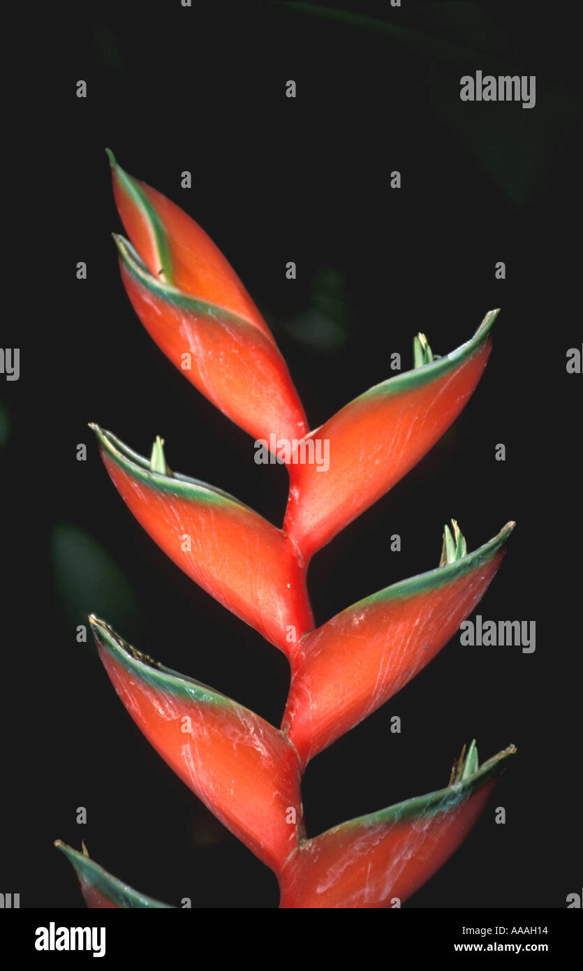 Tropical flower rain forest plant heliconia lobster claw vertical red leaves intense color dark background Stock Photo