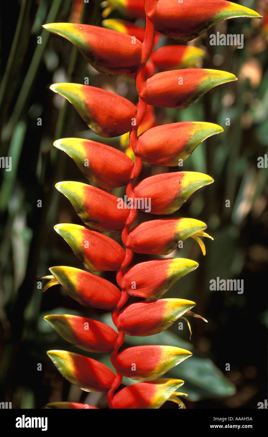 Rain Forest Plant lobster claw heliconia tropical flower tropics vertical dramatic symbol Stock Photo