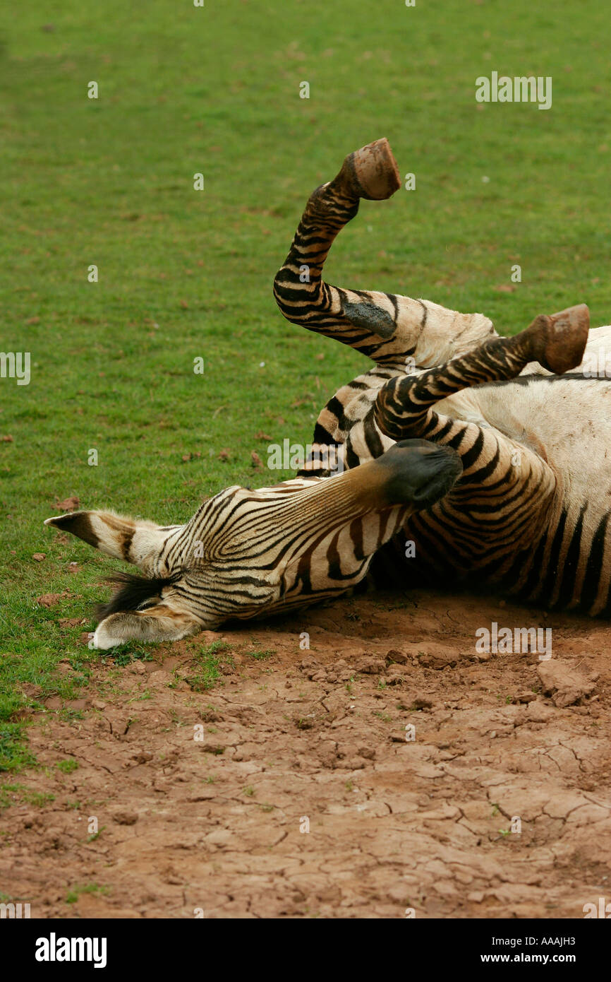 Hartmann Zebra playing on grass Stock Photo