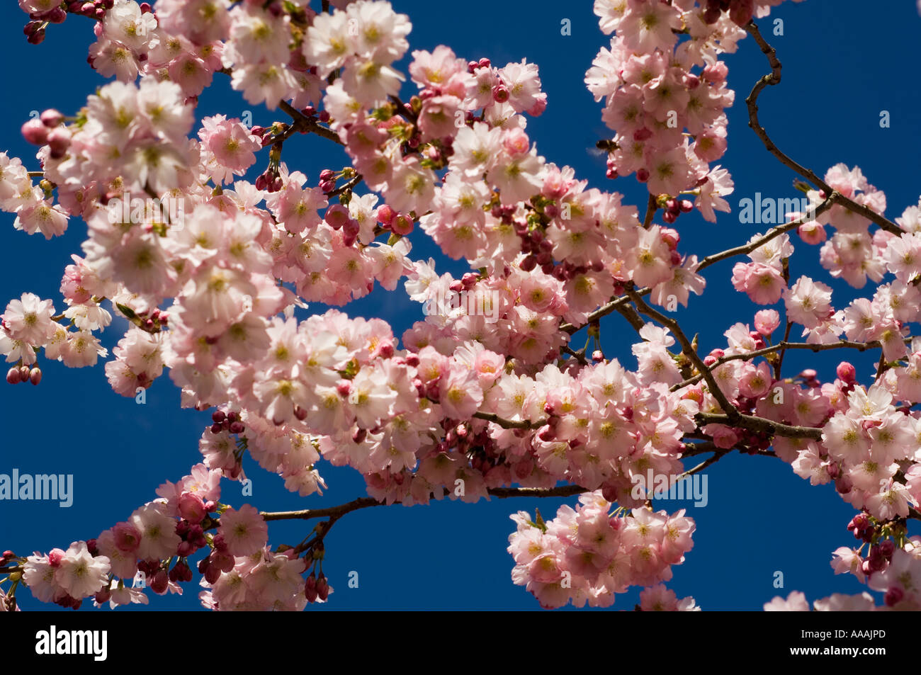 Ornamental cherry blossom tree in spring Stock Photo - Alamy