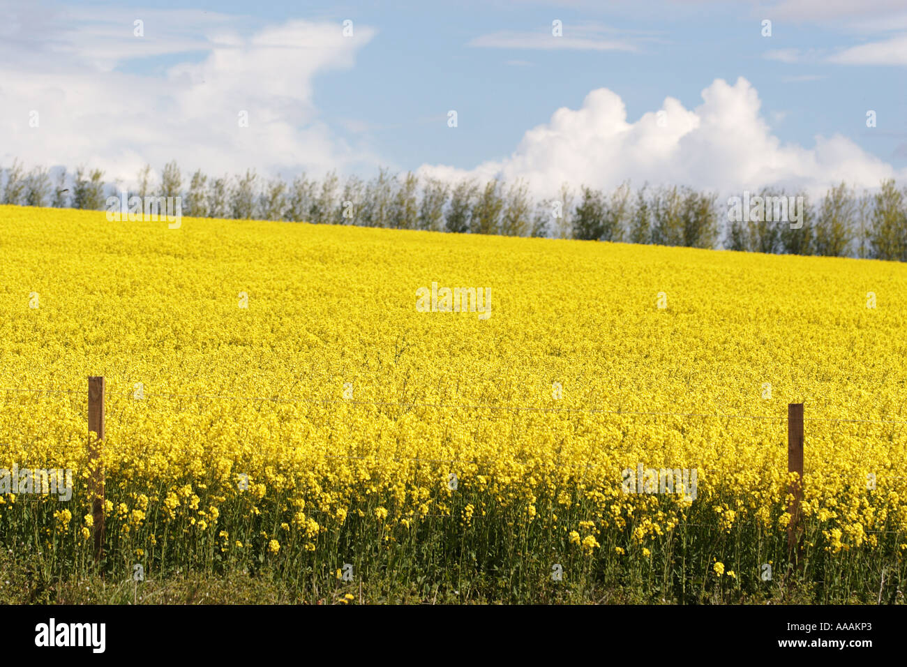 Growing Rapeseed Oil growing hi-res stock photography and images - Alamy