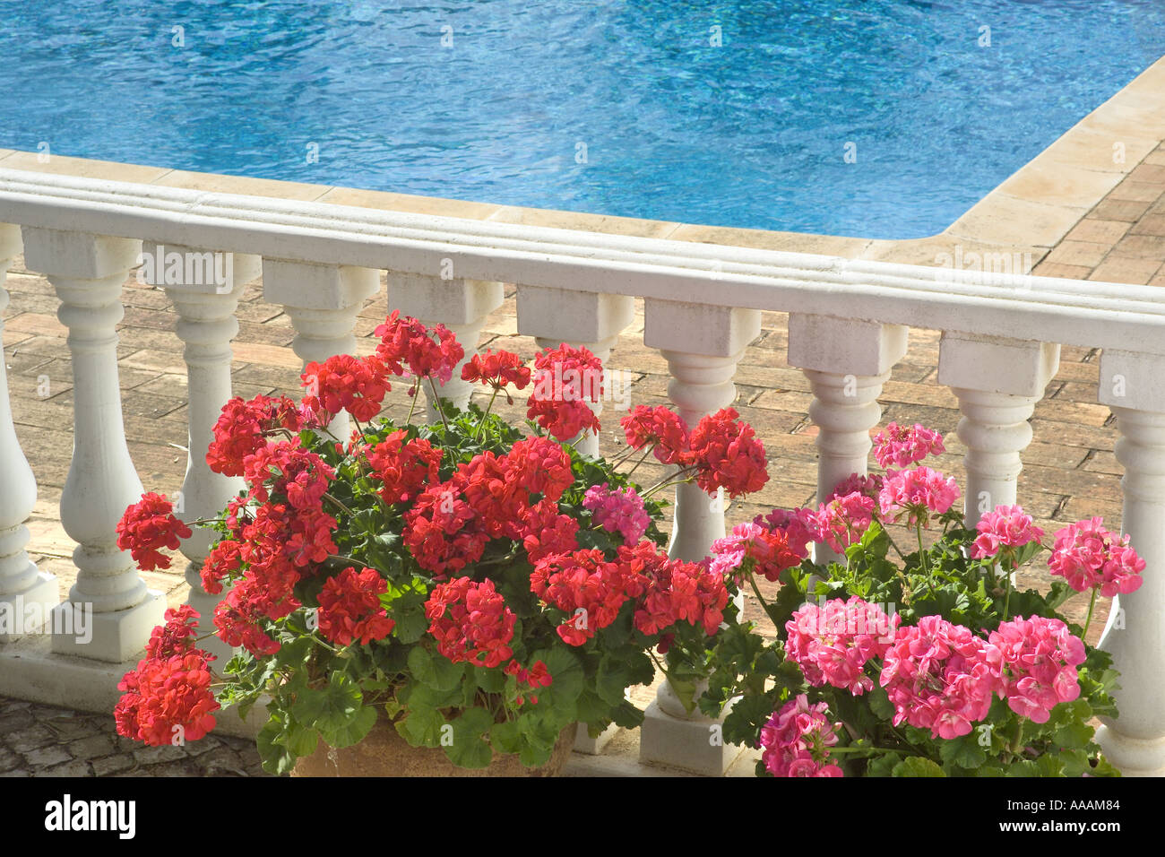 geraniums in pots by poolside Stock Photo