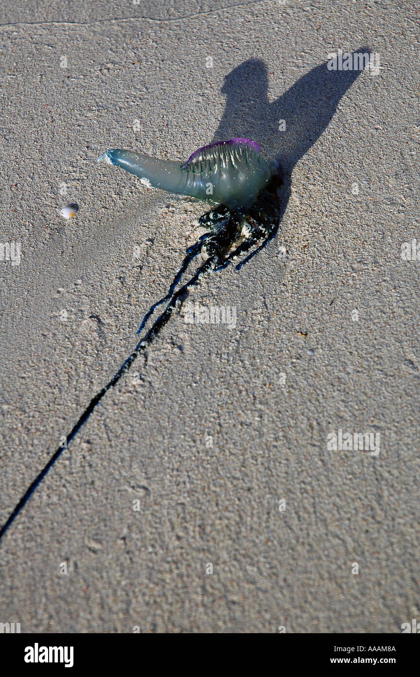 Portuguese man o war jellyfish Physalia utriculus washed up on the beach Cervantes Western Australia Stock Photo