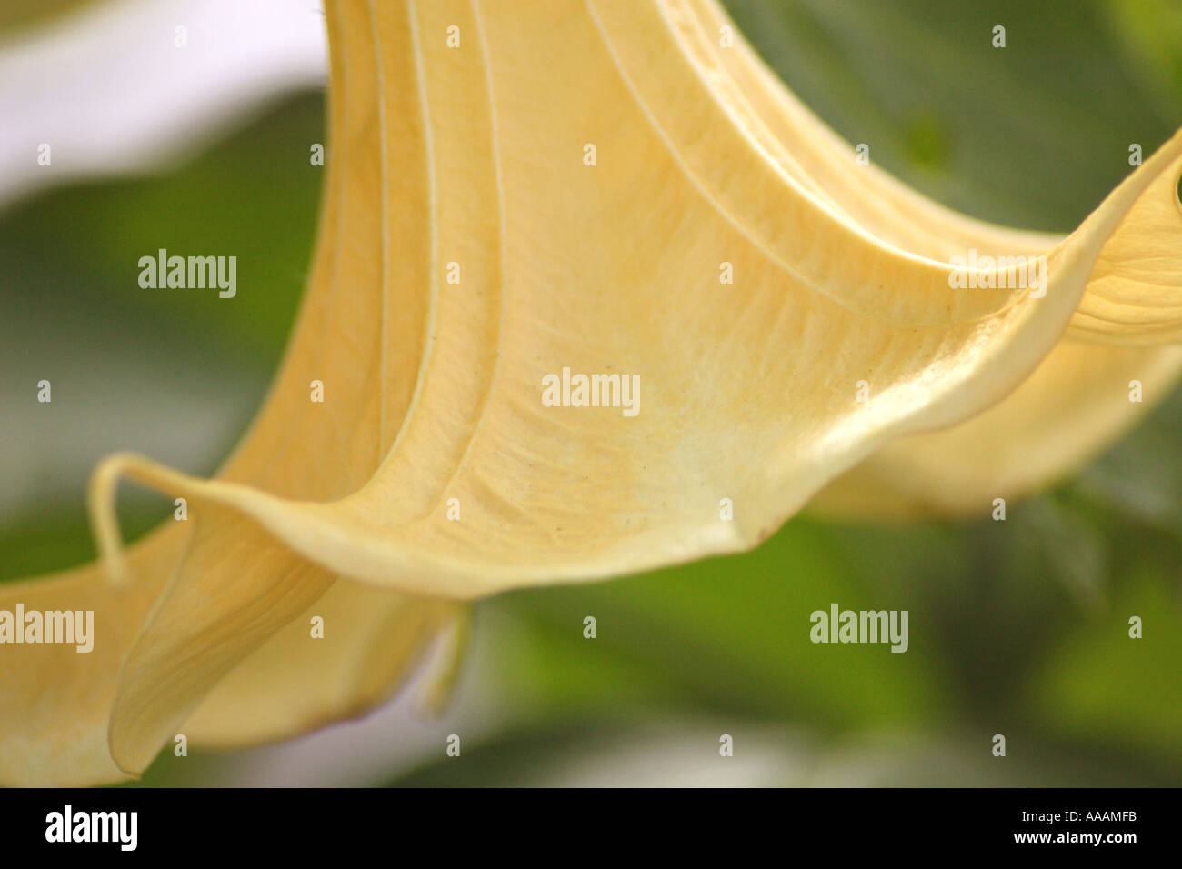 Angel's Trumpet, Brugmansia (Candida White). Brugmansia is highly toxic and is ingested during shamanic intoxication. Stock Photo