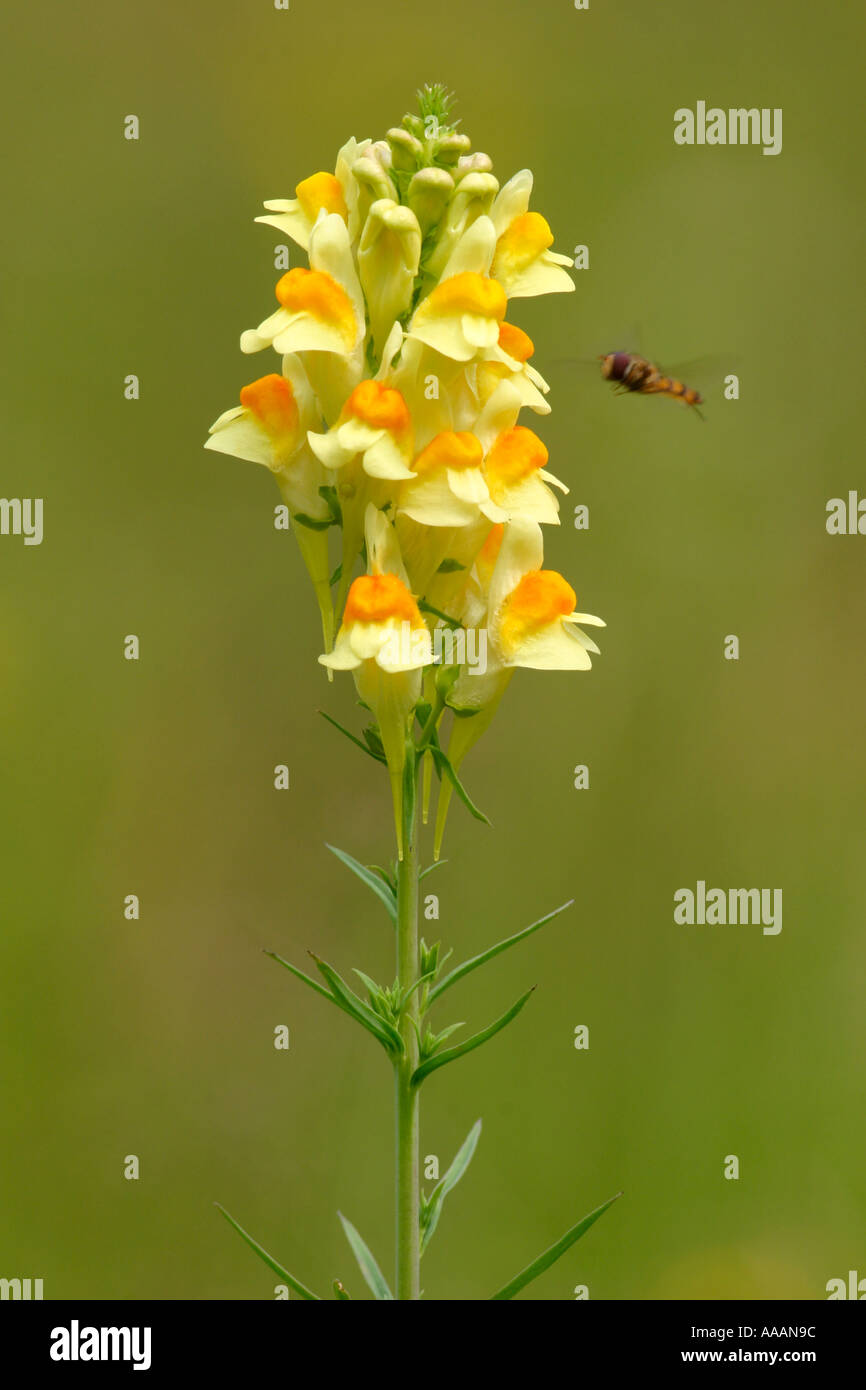 Butter and Eggs, Linaria vulgaris Stock Photo Alamy