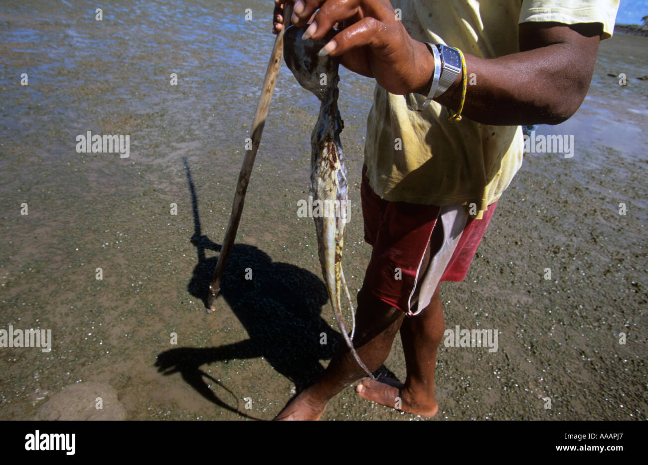 Rodrigues Octopus Young man or boy holding up an octopus on a beach Rodrigues, Indian ...