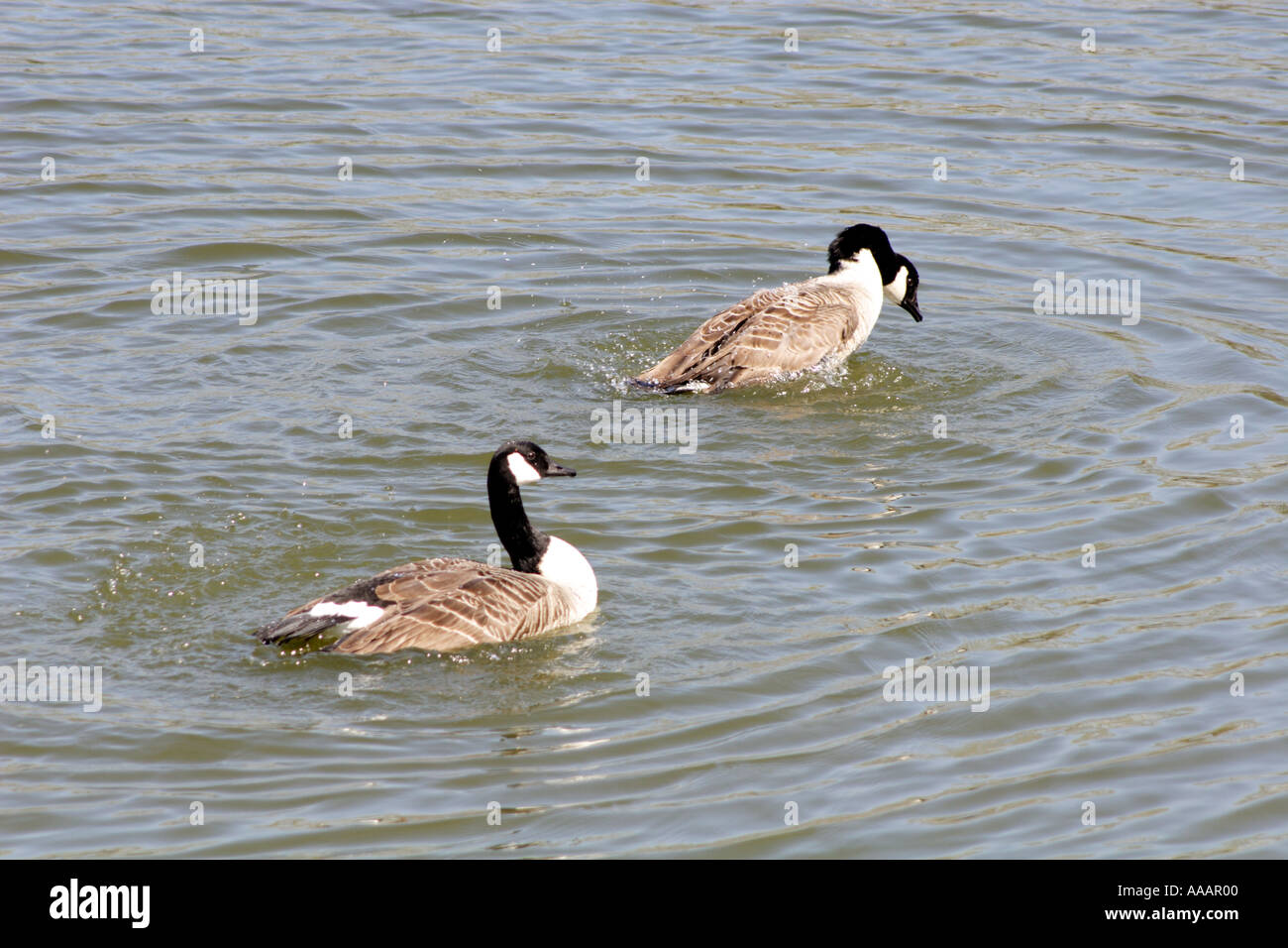 Canada goose aggression hi-res stock photography and images - Alamy