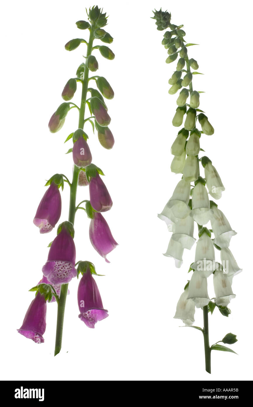 Fox Glove composite showing colour variation Cutout composite Surrey England June Stock Photo