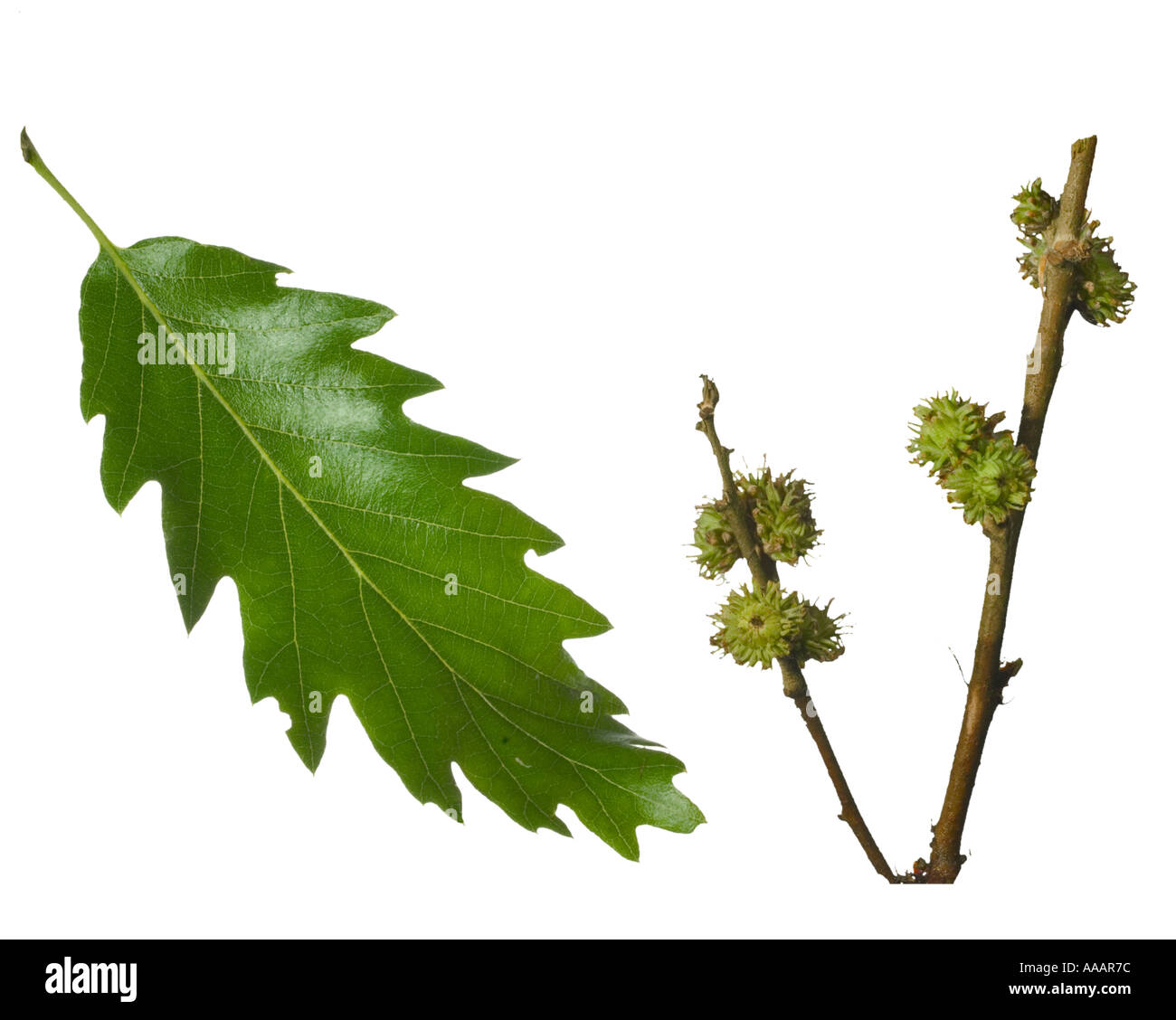 Turkey Oak Quercus cerris Lobed Leaf developing mossy cup of acorn Surrey England June Stock Photo