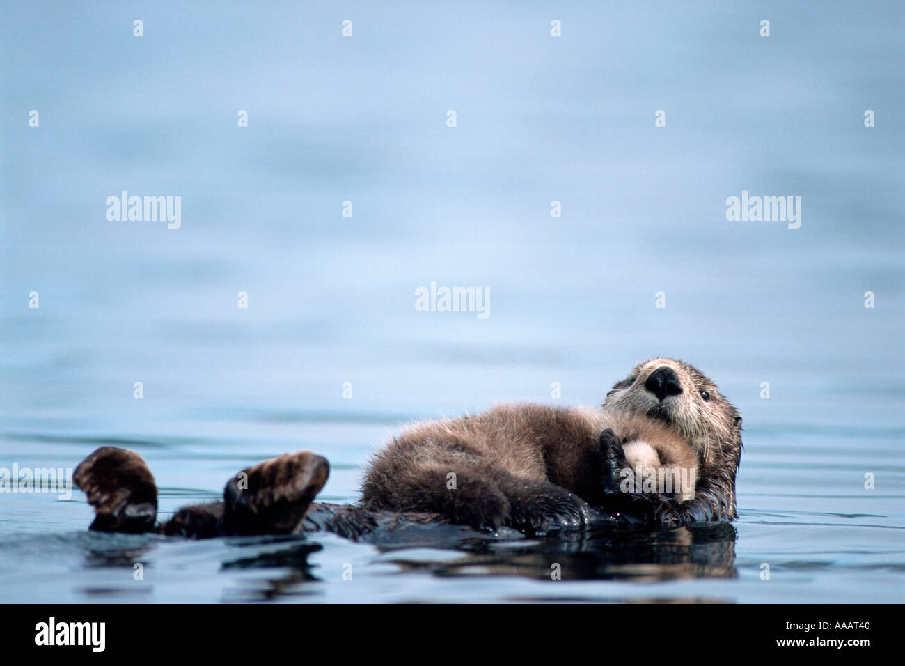 sea otter Enhydra lutris newborn rests on its mothers belly Saw Mill Bay Prince William Sound Alaska Stock Photo