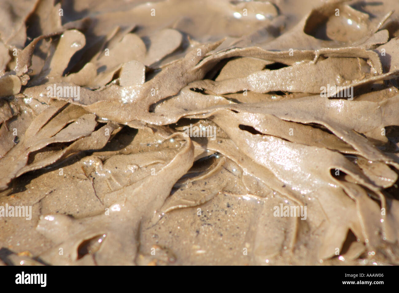 Dulse seaweed washed up on shore, Palmaria palmata, UK Stock Photo