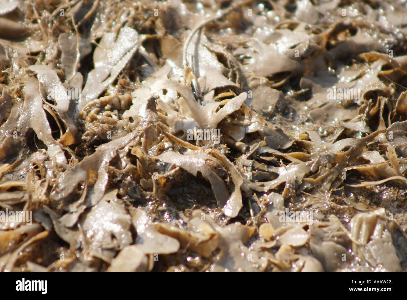 Dulse seaweed washed up on shore, Palmaria palmata, UK Stock Photo