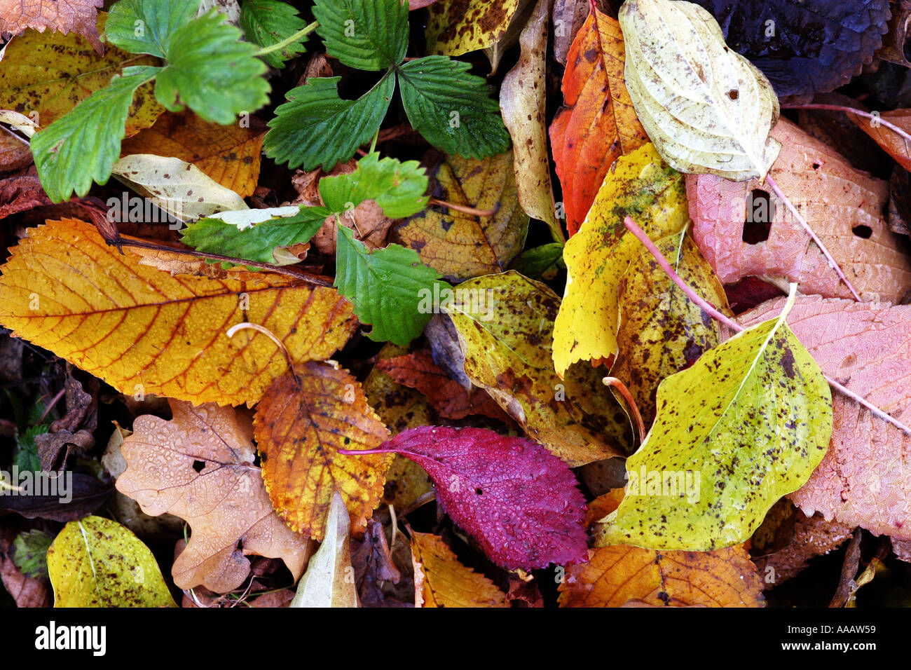 leaves on the ground during autumn fall in beautiful colours Stock Photo