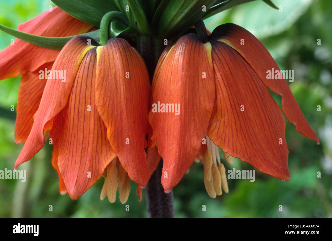 Fritillaria Imperialis 'Rubra Maxima'. Crown Imperial, Fritillary Stock ...