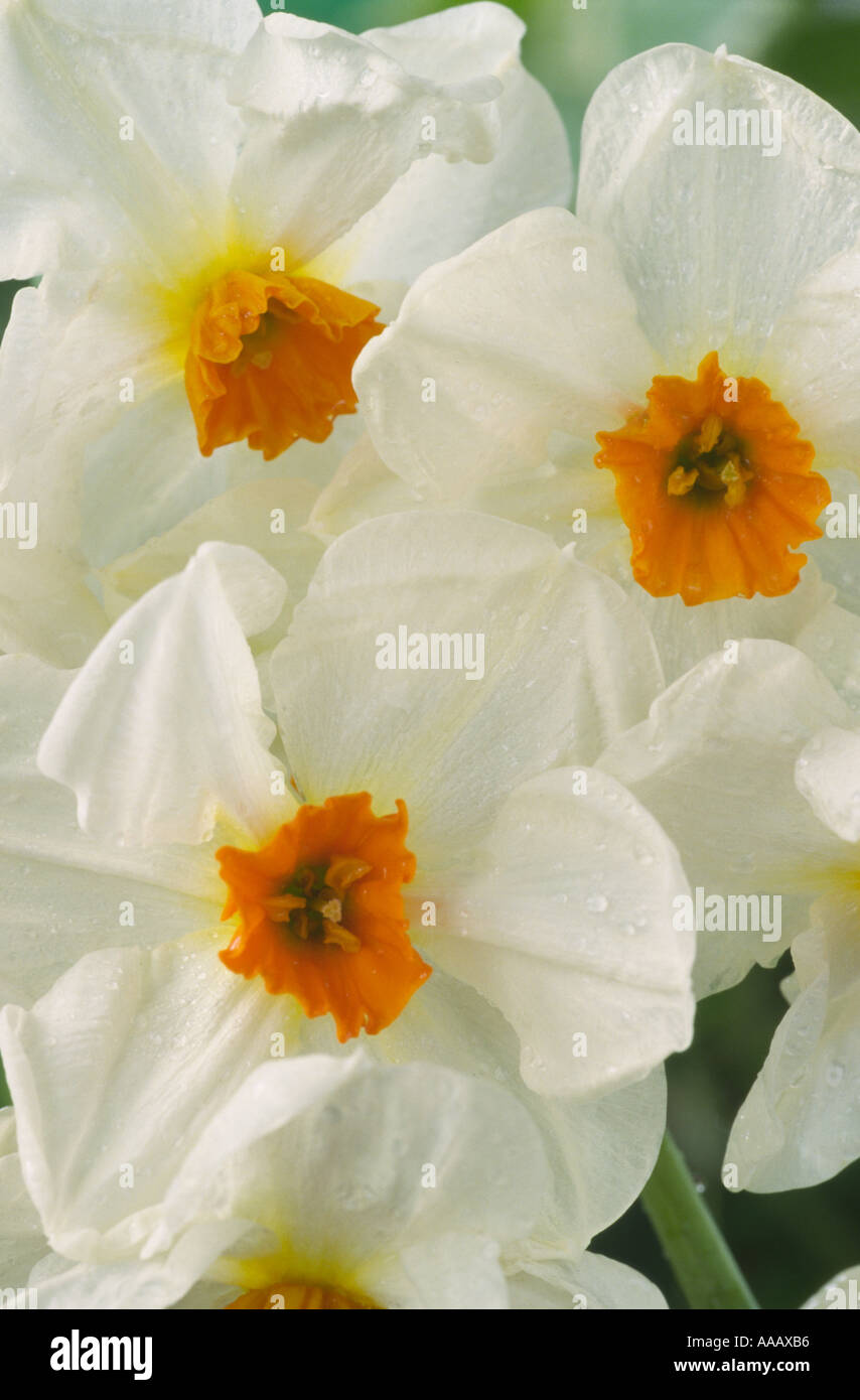 Narcissus 'Cragford'. Division 8 eight Tazetta daffodil. Stock Photo