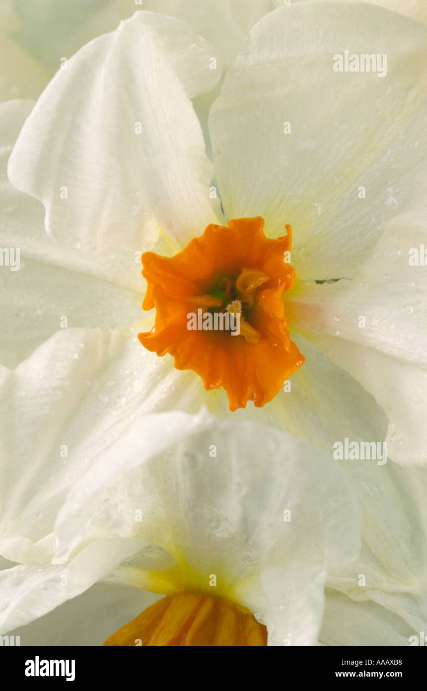 Narcissus 'Cragford'. Division 8 eight Tazetta daffodil. Stock Photo