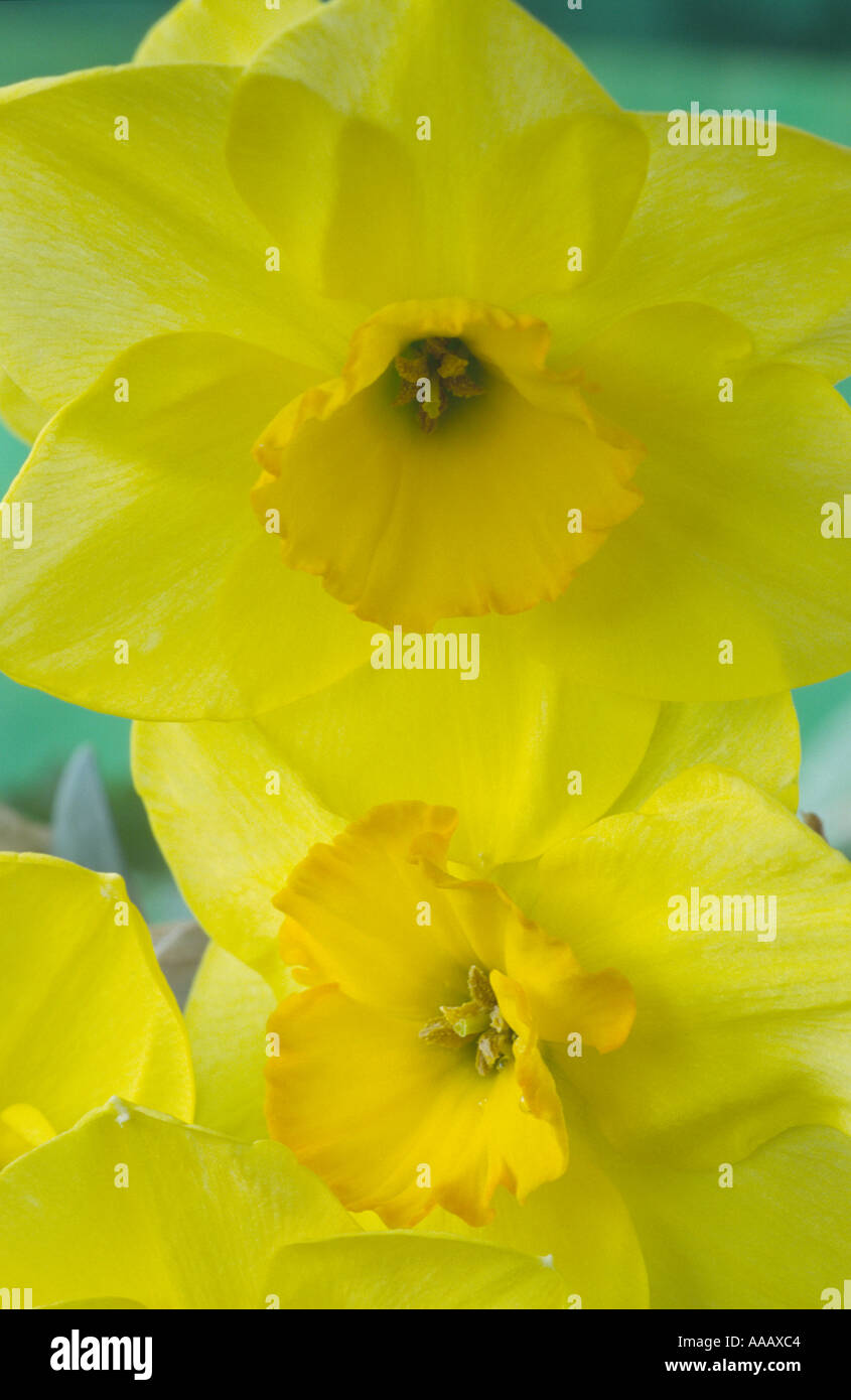 Narcissus 'Highfield Beauty'. AGM Division 8 eight Tazetta daffodil. Stock Photo