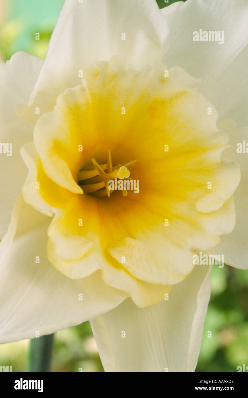Narcissus 'Sweet Charity'. Division 2 two Large cupped daffodil Stock