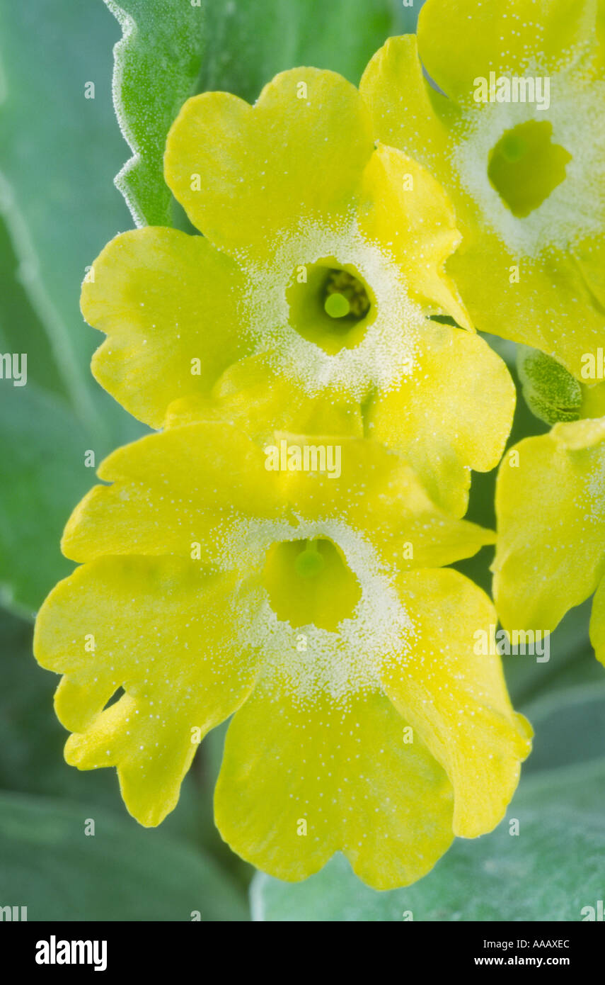 Primula auricula 'Old Yellow Dusty Miller'. Stock Photo