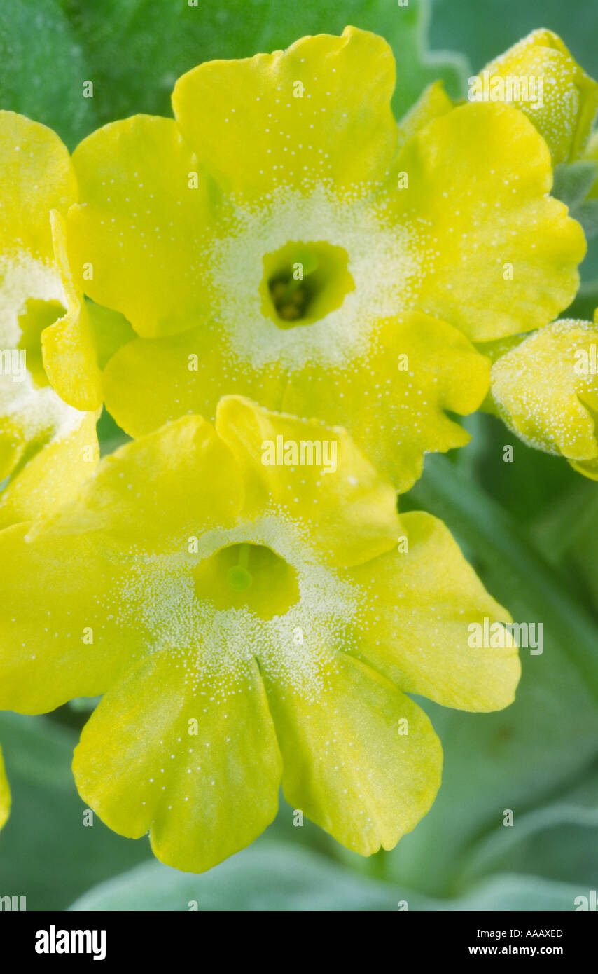 Primula auricula 'Old Yellow Dusty Miller'. Stock Photo