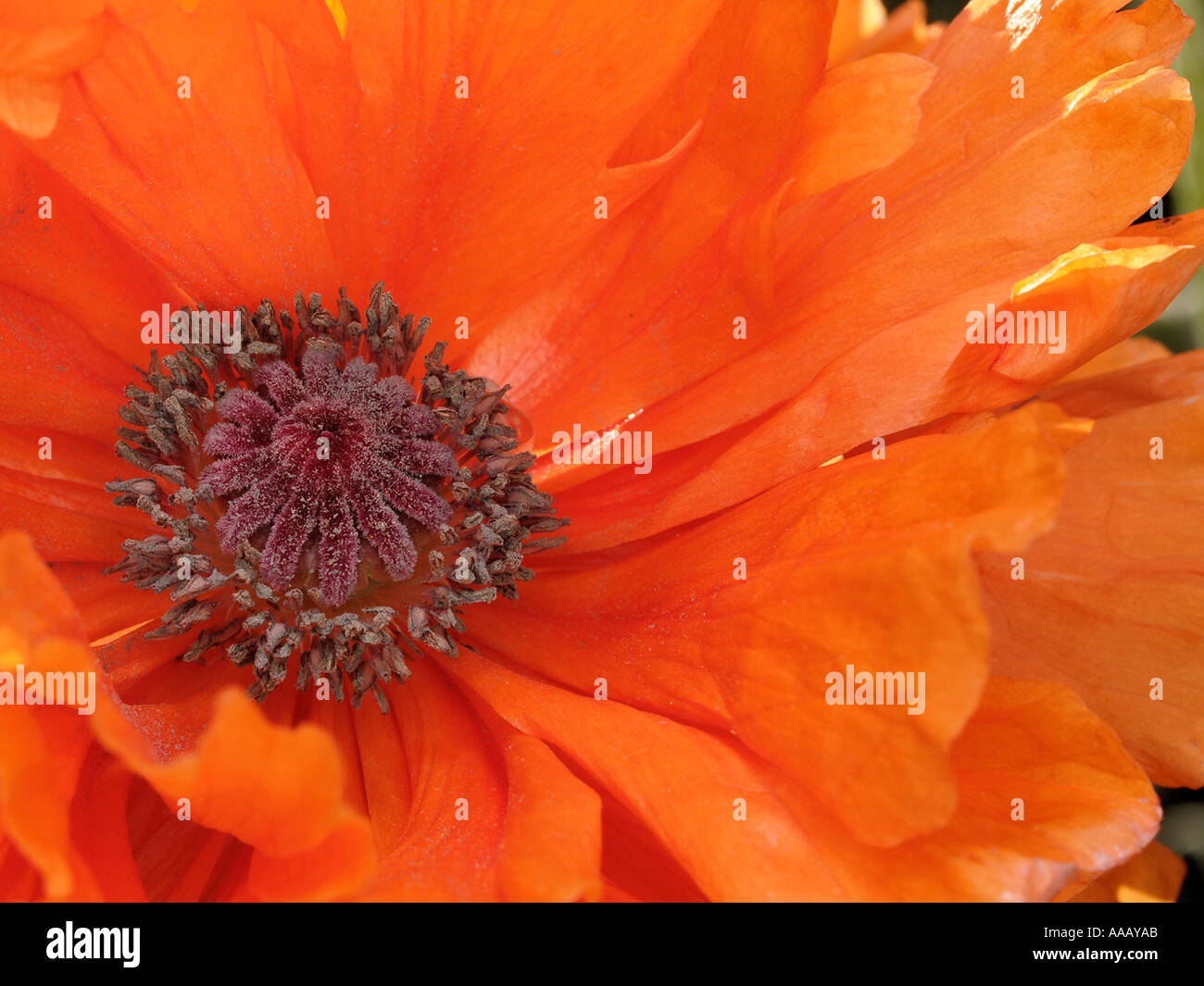 Detail view of an Orange Poppy papaver somniferum Stock Photo