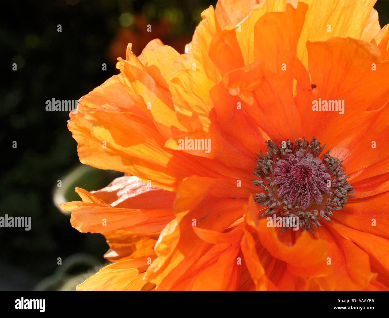 Detail view of an Orange Poppy papaver somniferum Stock Photo