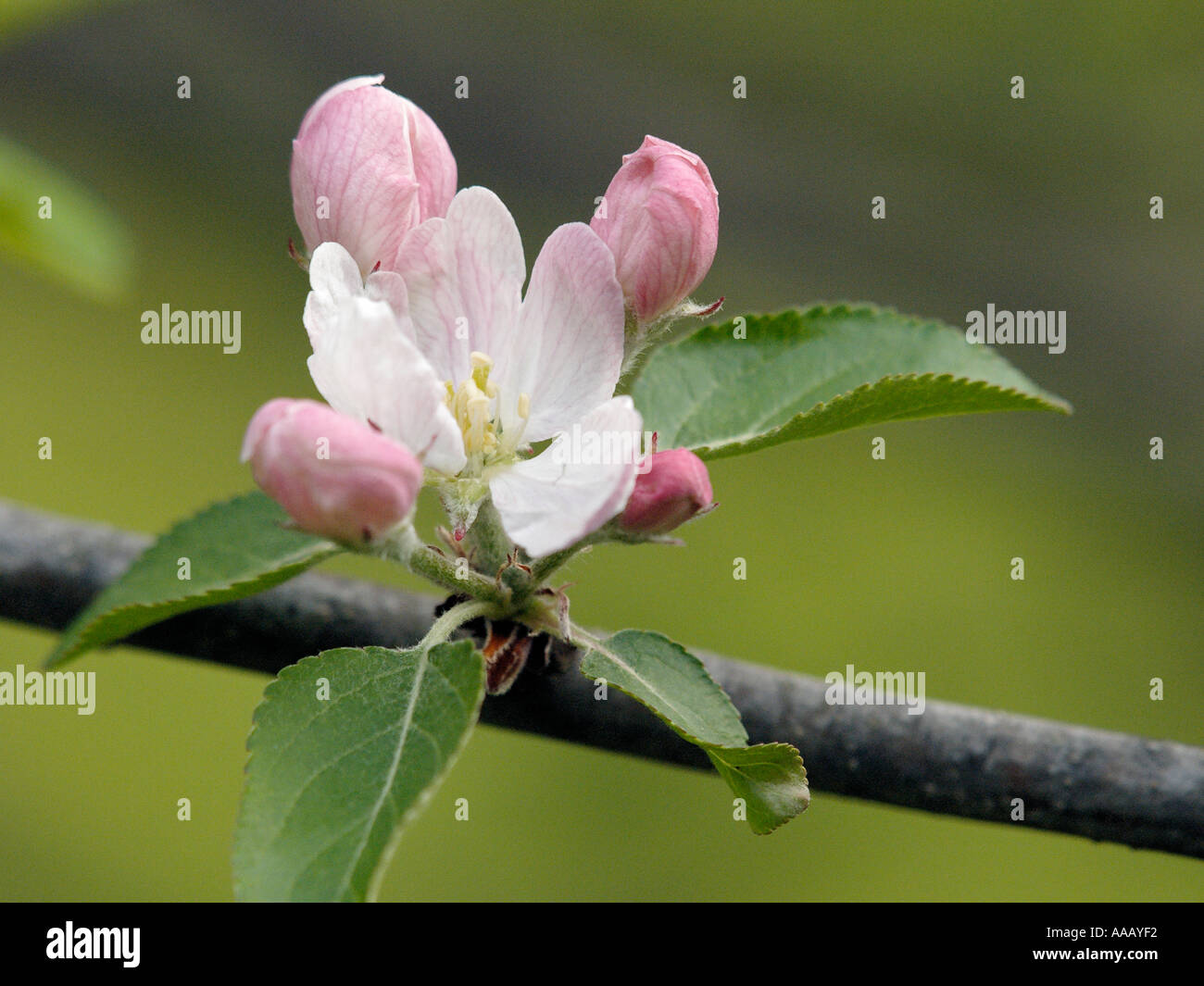 Closeup Of Pink And White Blossom On An Apple Tree During Mid Spring Is Eastern Michigan Stock Photo Alamy Closeup Of Pink And White Blossom On An Apple Tree During Mid Spring Is Eastern Michigan Stock Photo Alamy