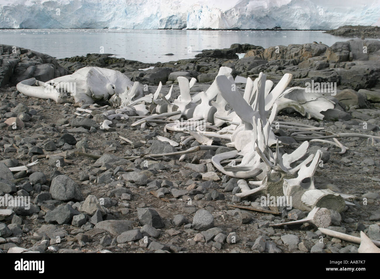 huge,dramatic Whale Bleached skeleton  is tragic evidence of former massive whaling activity on Wiencke Island  Antarctica Stock Photo