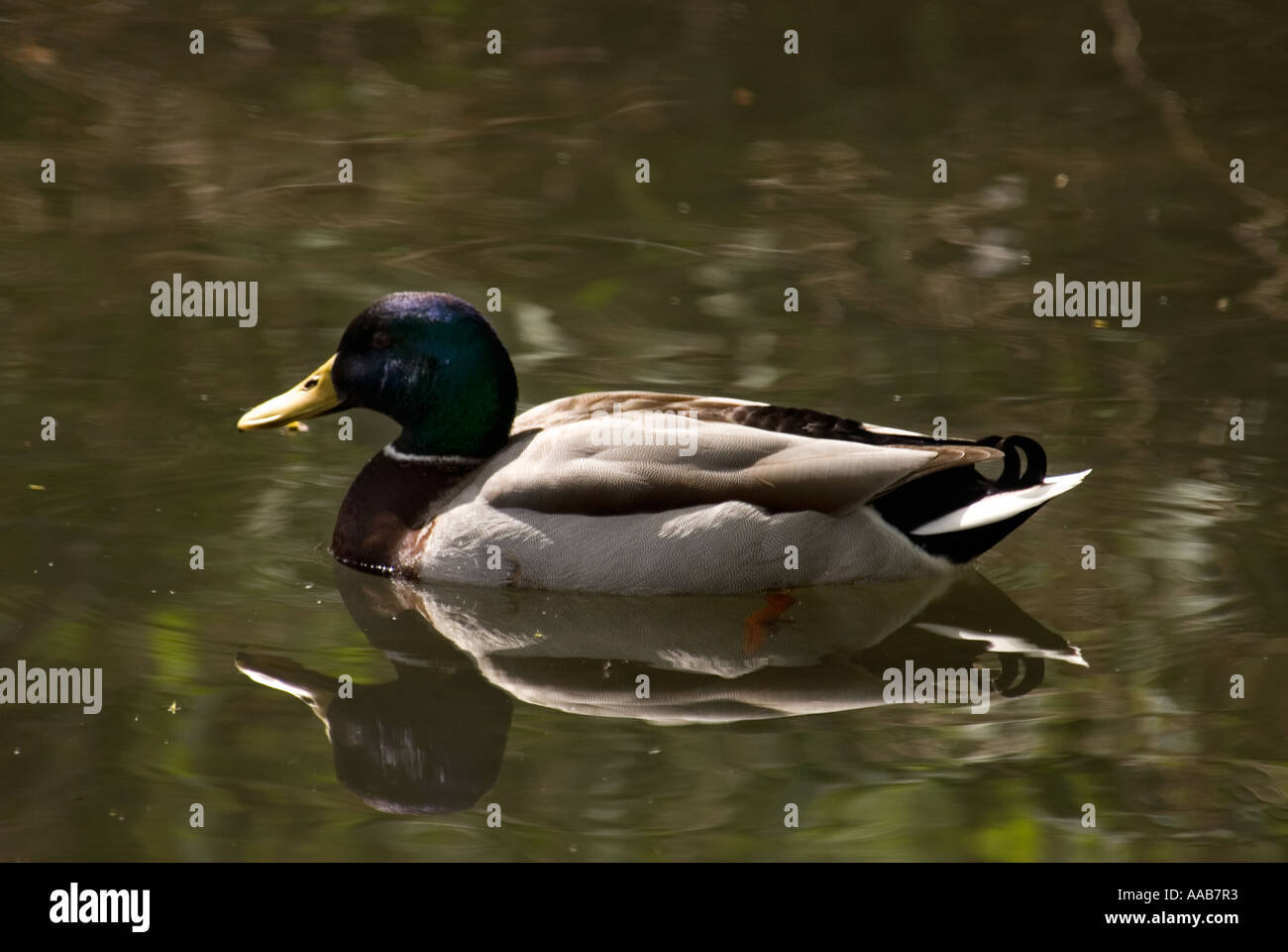 Indian runner duck uk hires stock photography and images Alamy